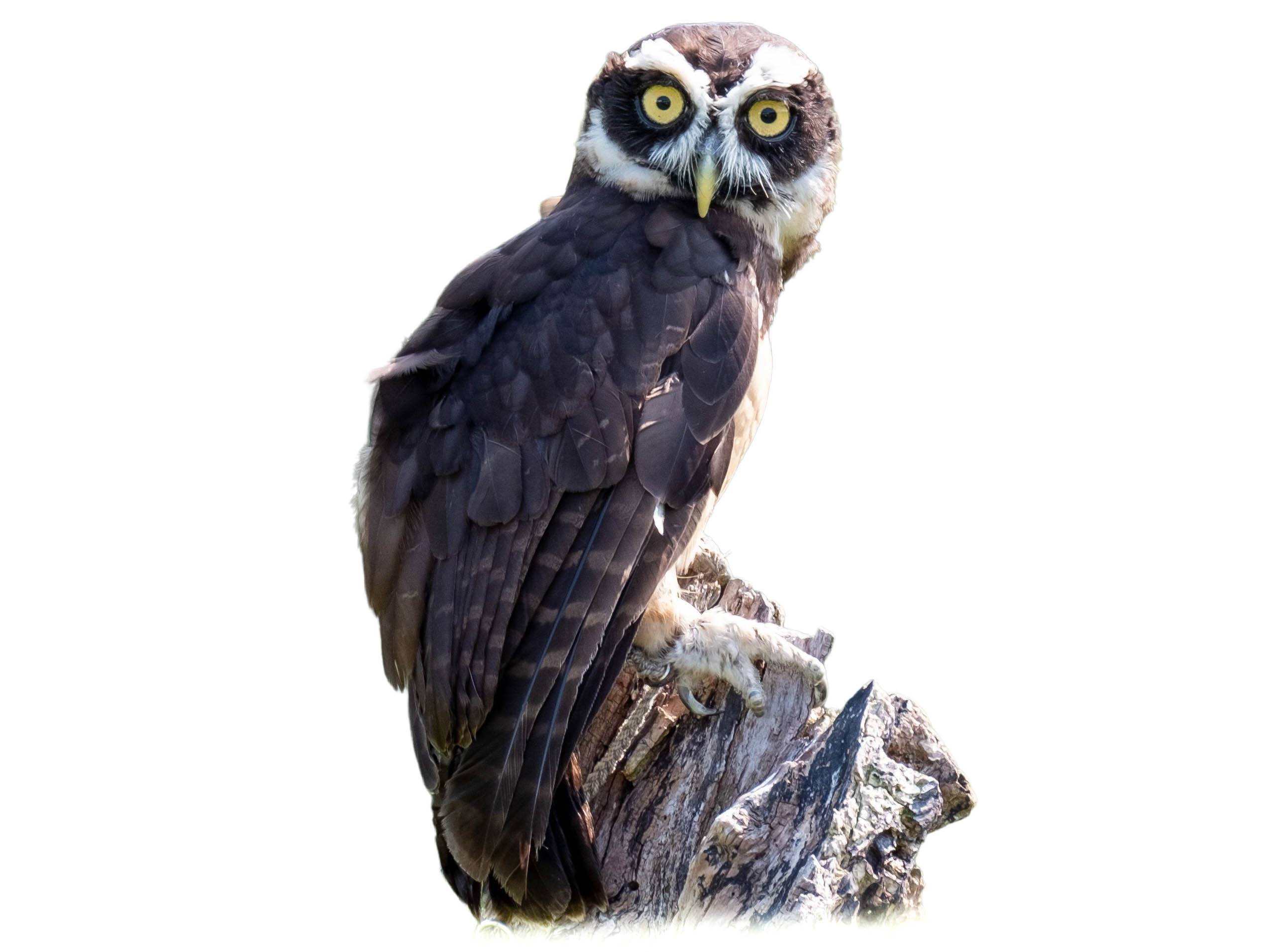 A photo of a Spectacled Owl (Pulsatrix perspicillata)