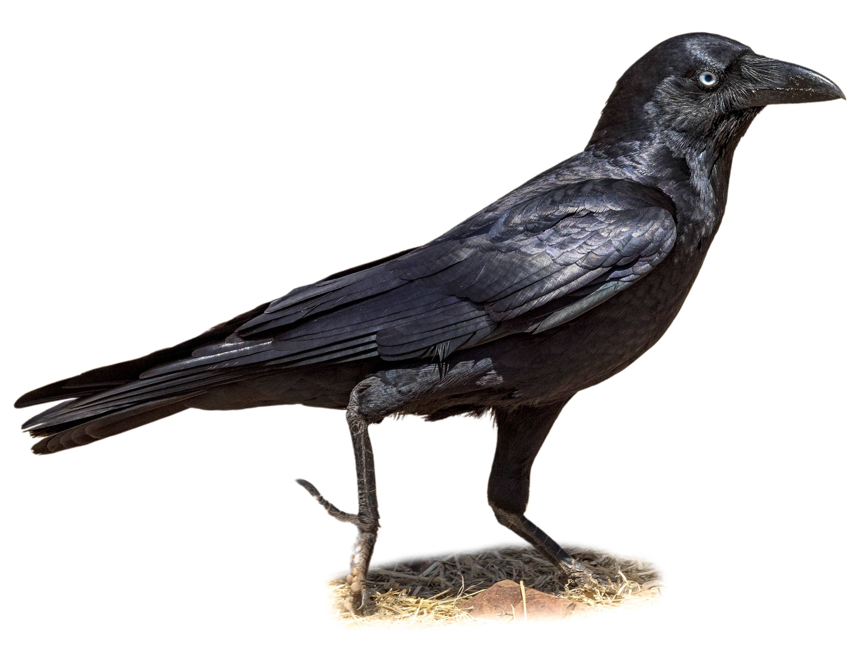 A photo of a Torresian Crow (Corvus orru)