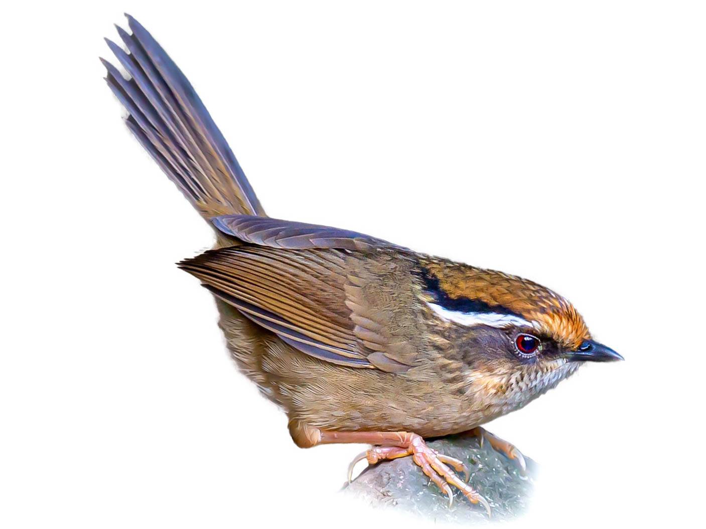 A photo of a Rusty-capped Fulvetta (Schoeniparus dubius)