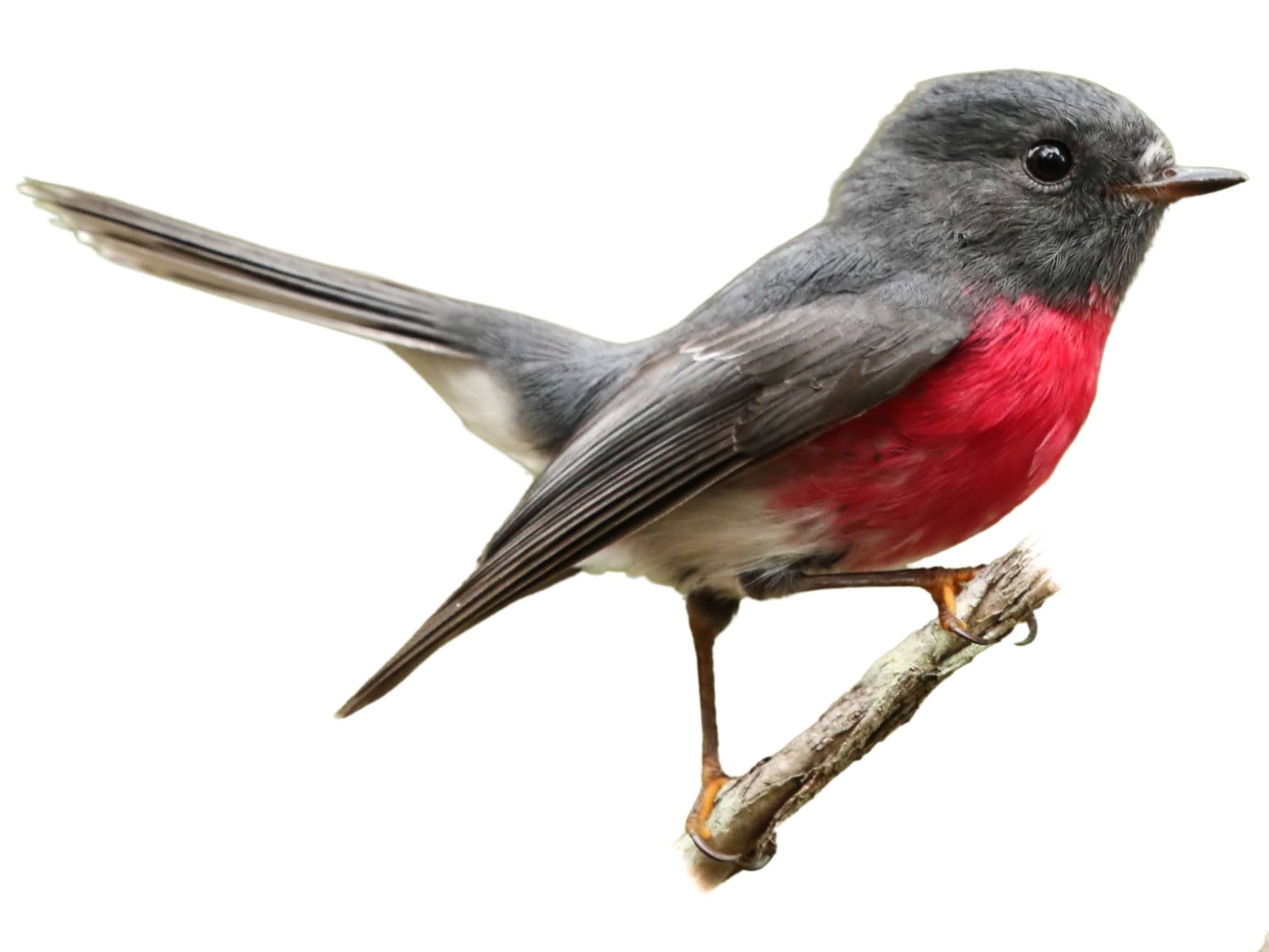 A photo of a Rose Robin (Petroica rosea), male