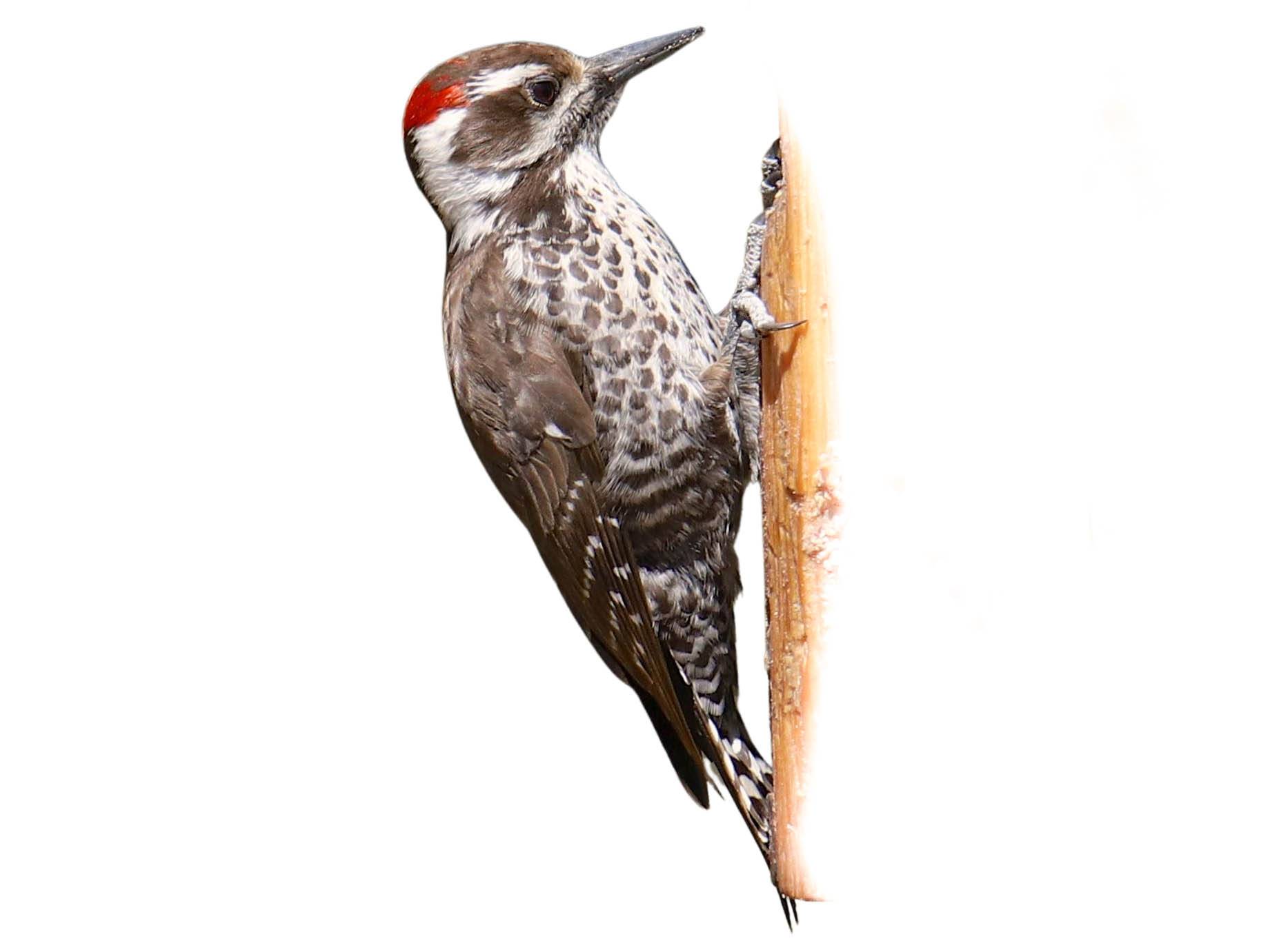 A photo of a Arizona Woodpecker (Leuconotopicus arizonae), male