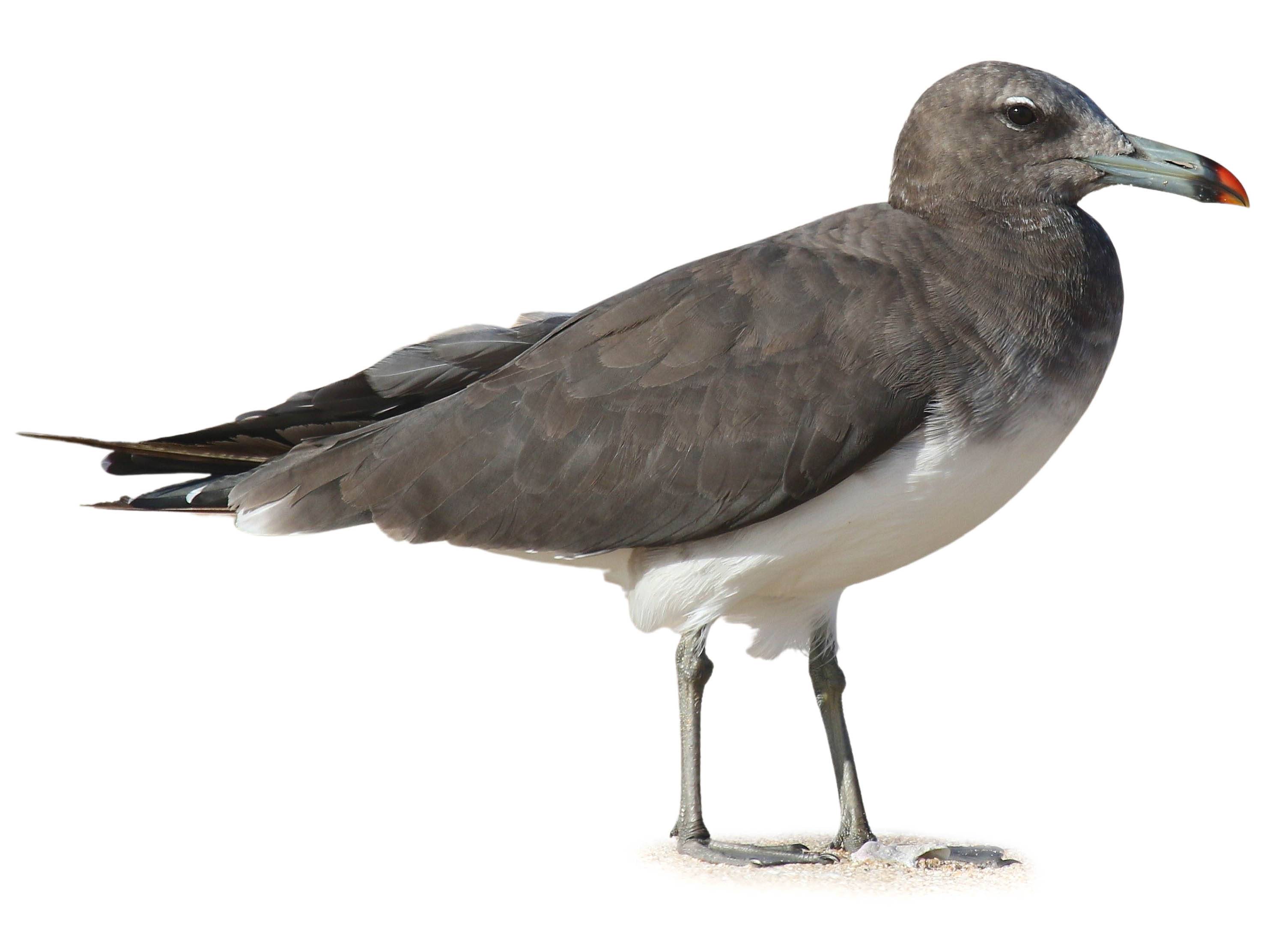 A photo of a Sooty Gull (Ichthyaetus hemprichii)