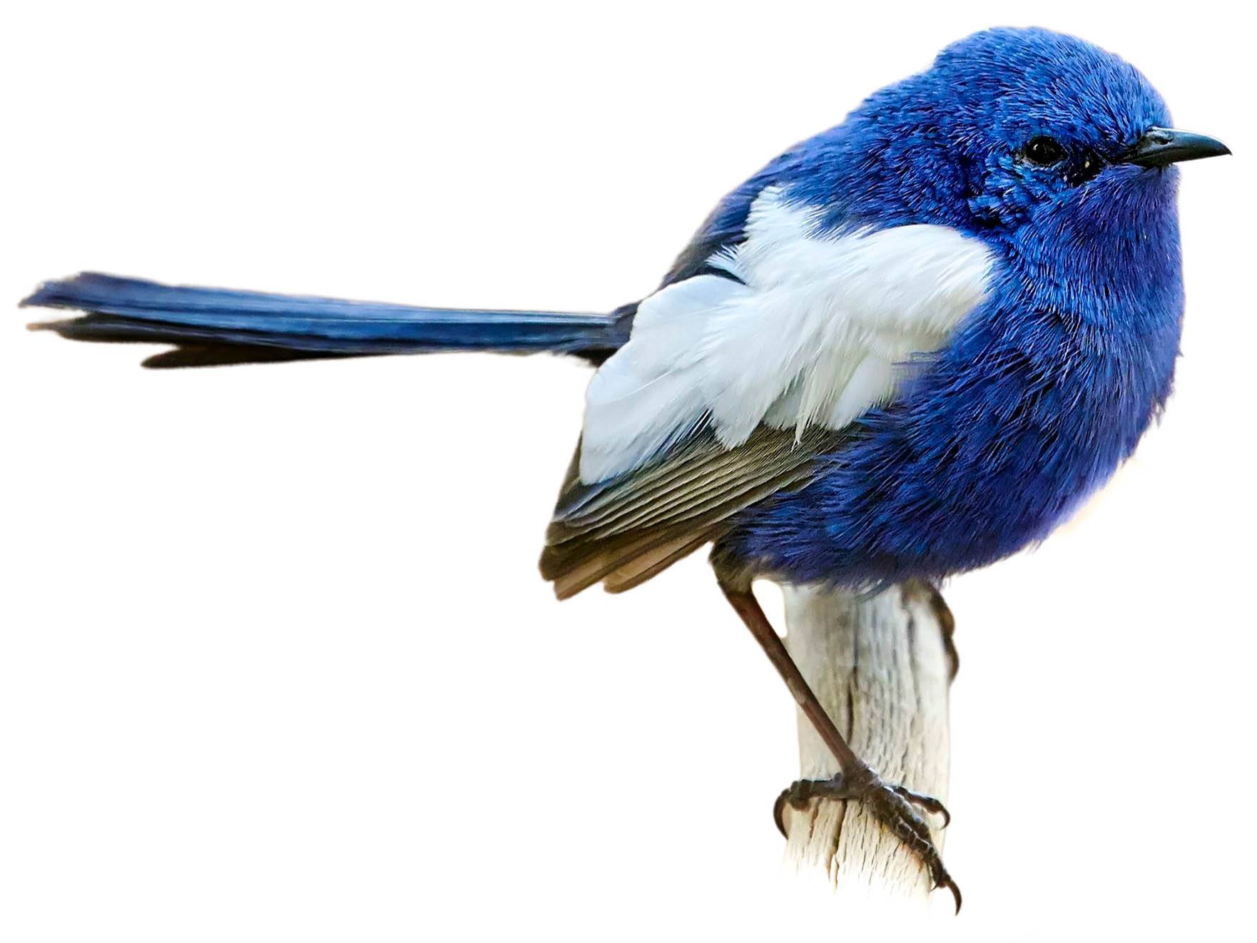 A photo of a White-winged Fairywren (Malurus leucopterus), male