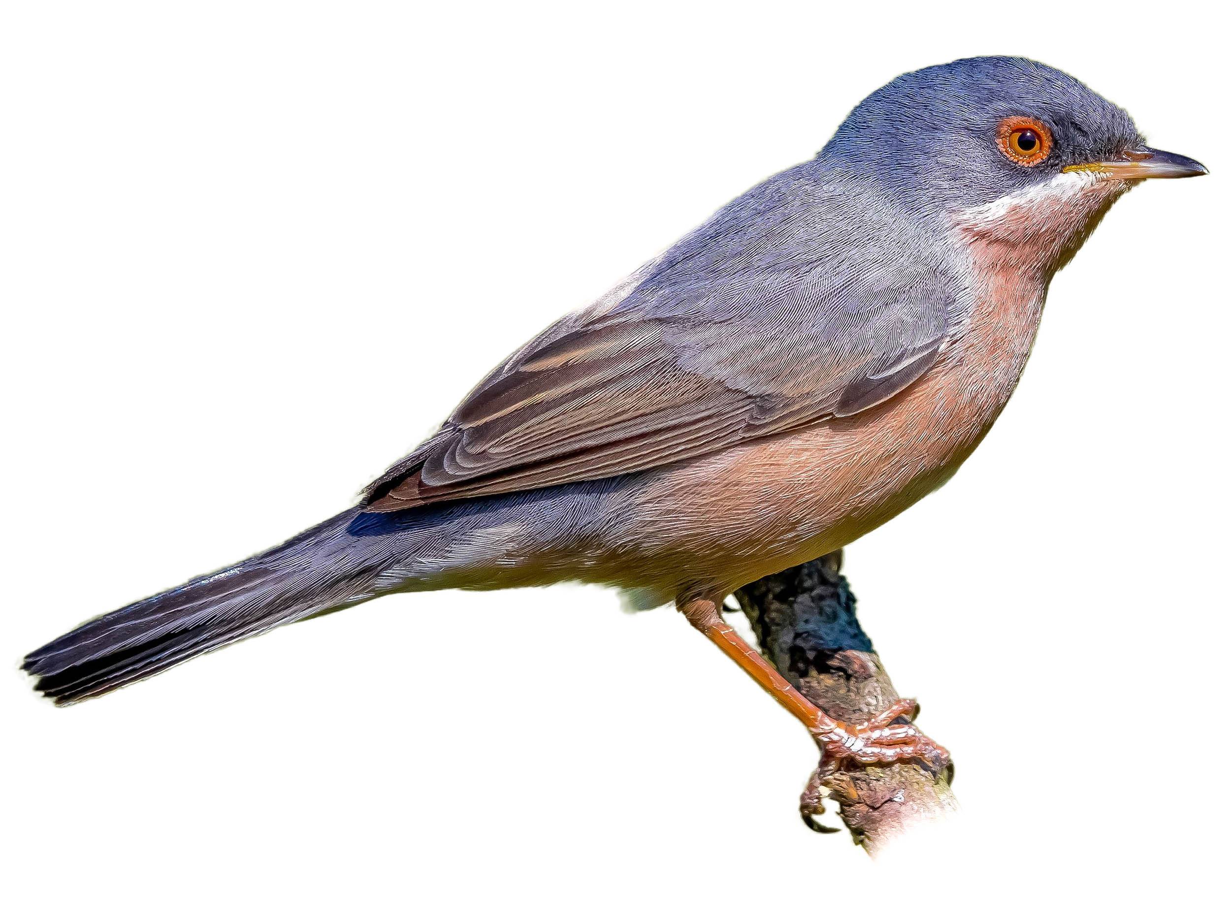 A photo of a Moltoni's Warbler (Curruca subalpina), male