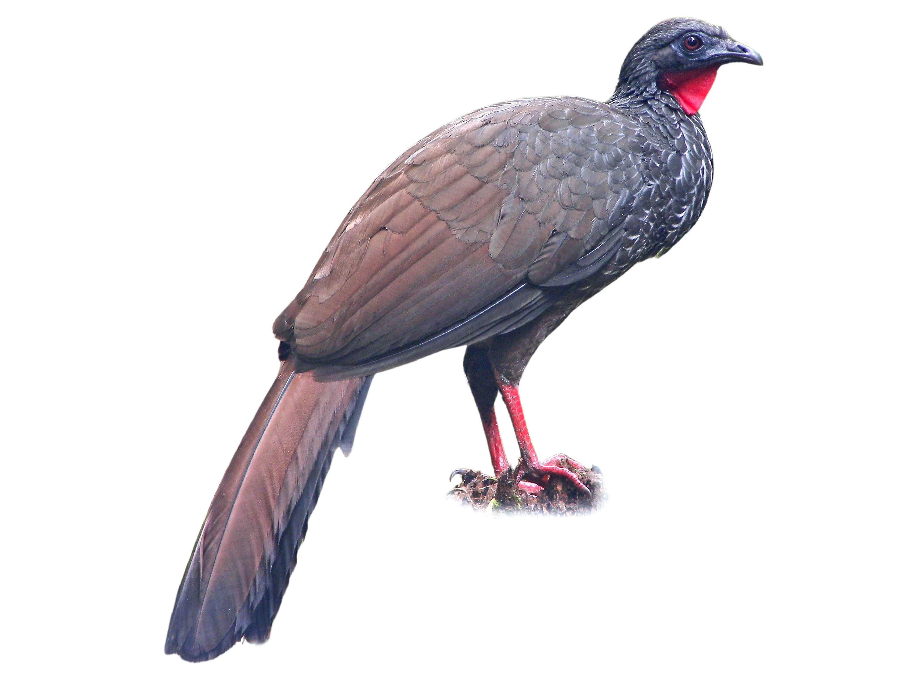 A photo of a Cauca Guan (Penelope perspicax)