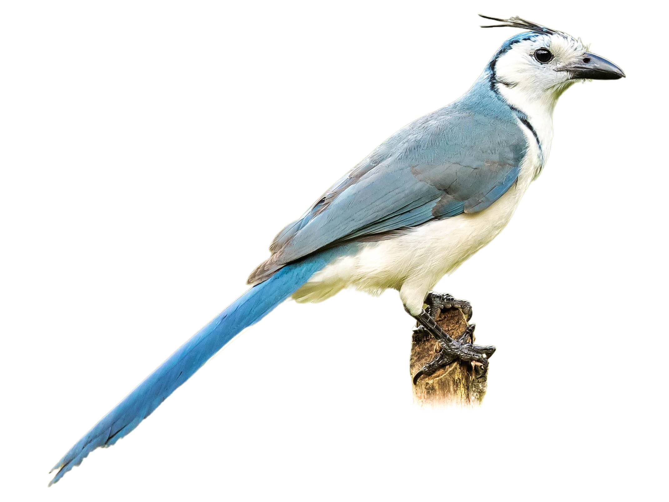 A photo of a White-throated Magpie-Jay (Calocitta formosa)