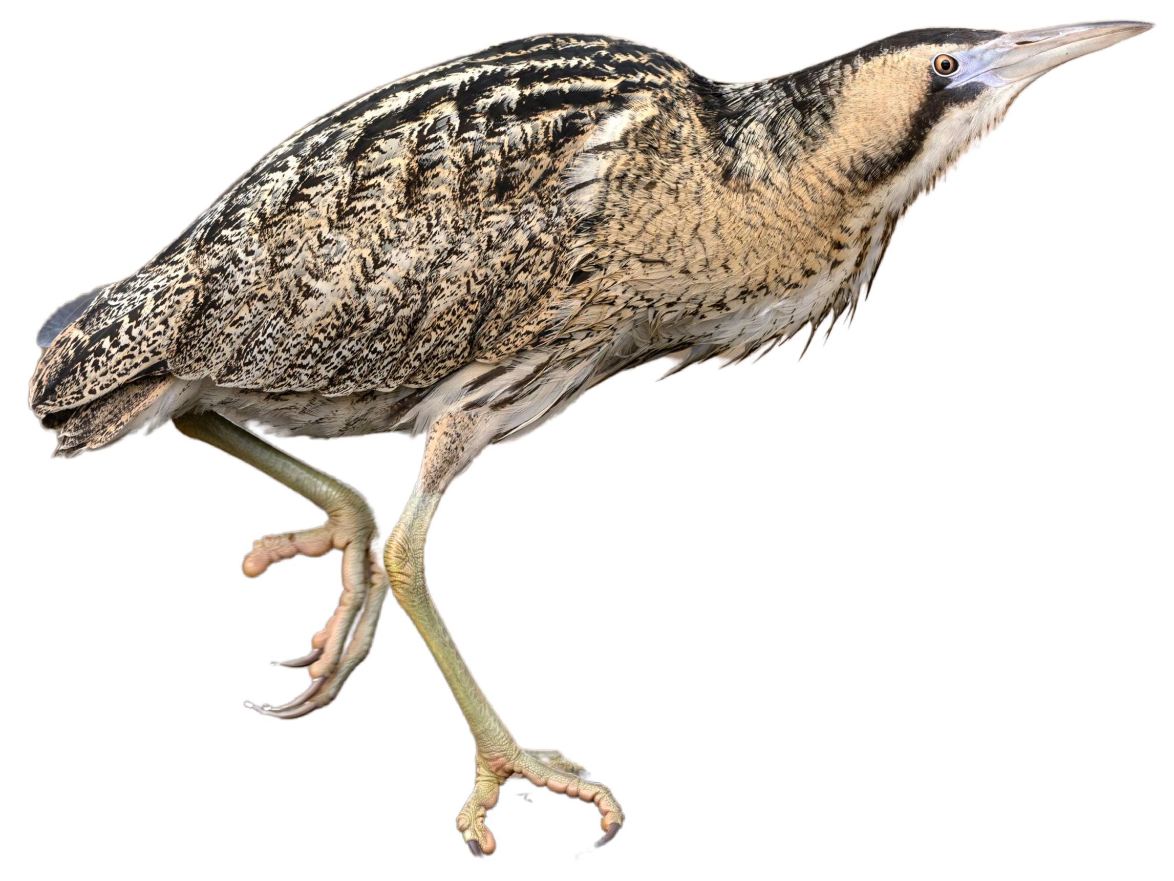 A photo of a Eurasian Bittern (Botaurus stellaris)