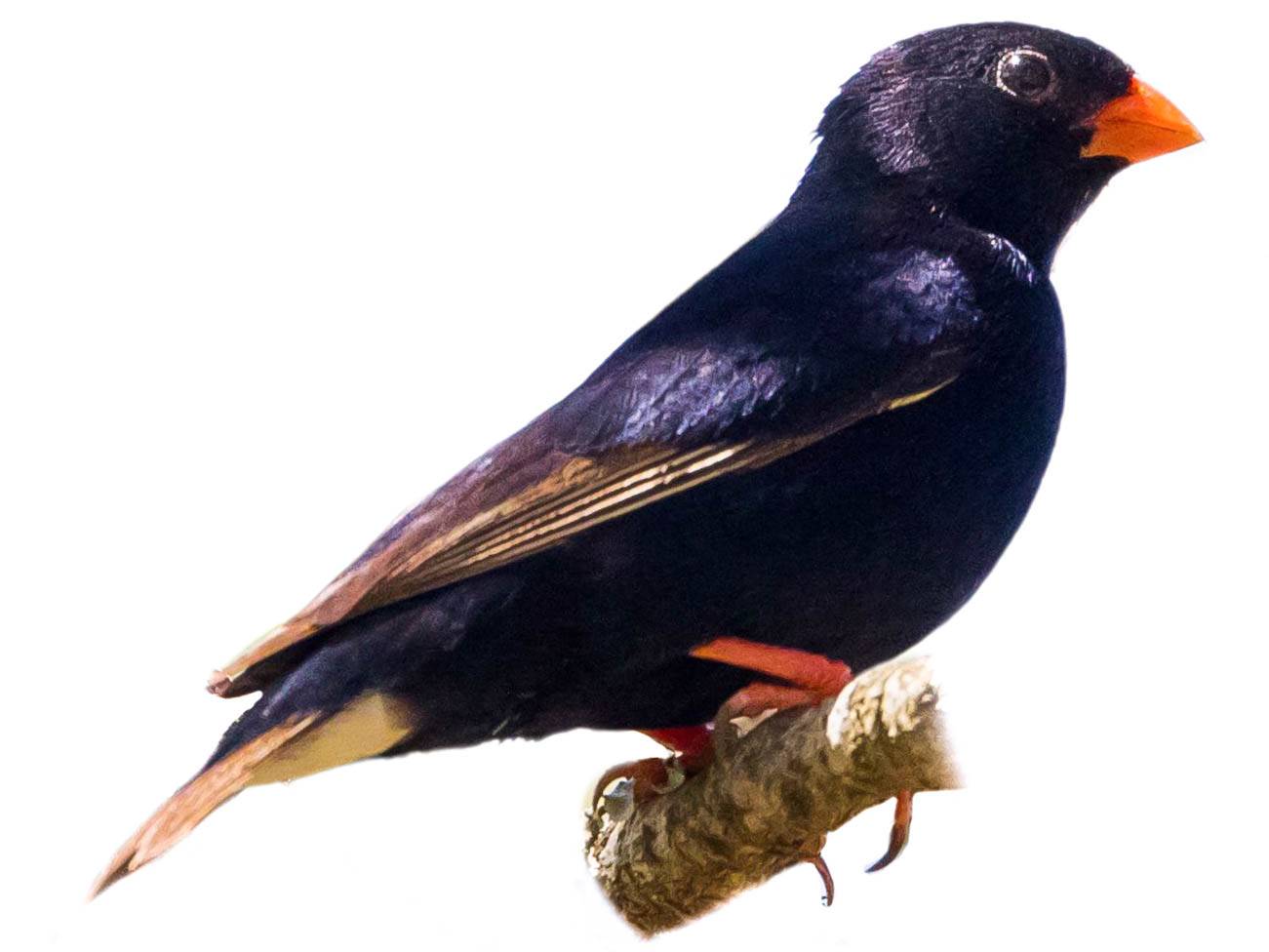 A photo of a Village Indigobird (Vidua chalybeata), male