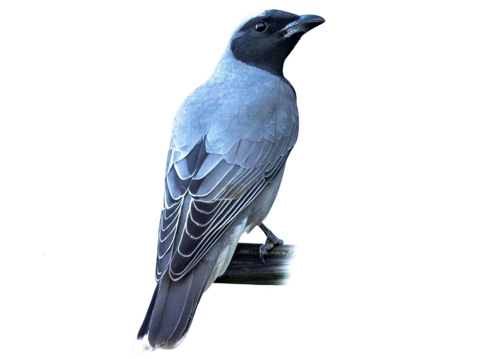 A photo of a Black-faced Cuckooshrike (Coracina novaehollandiae)