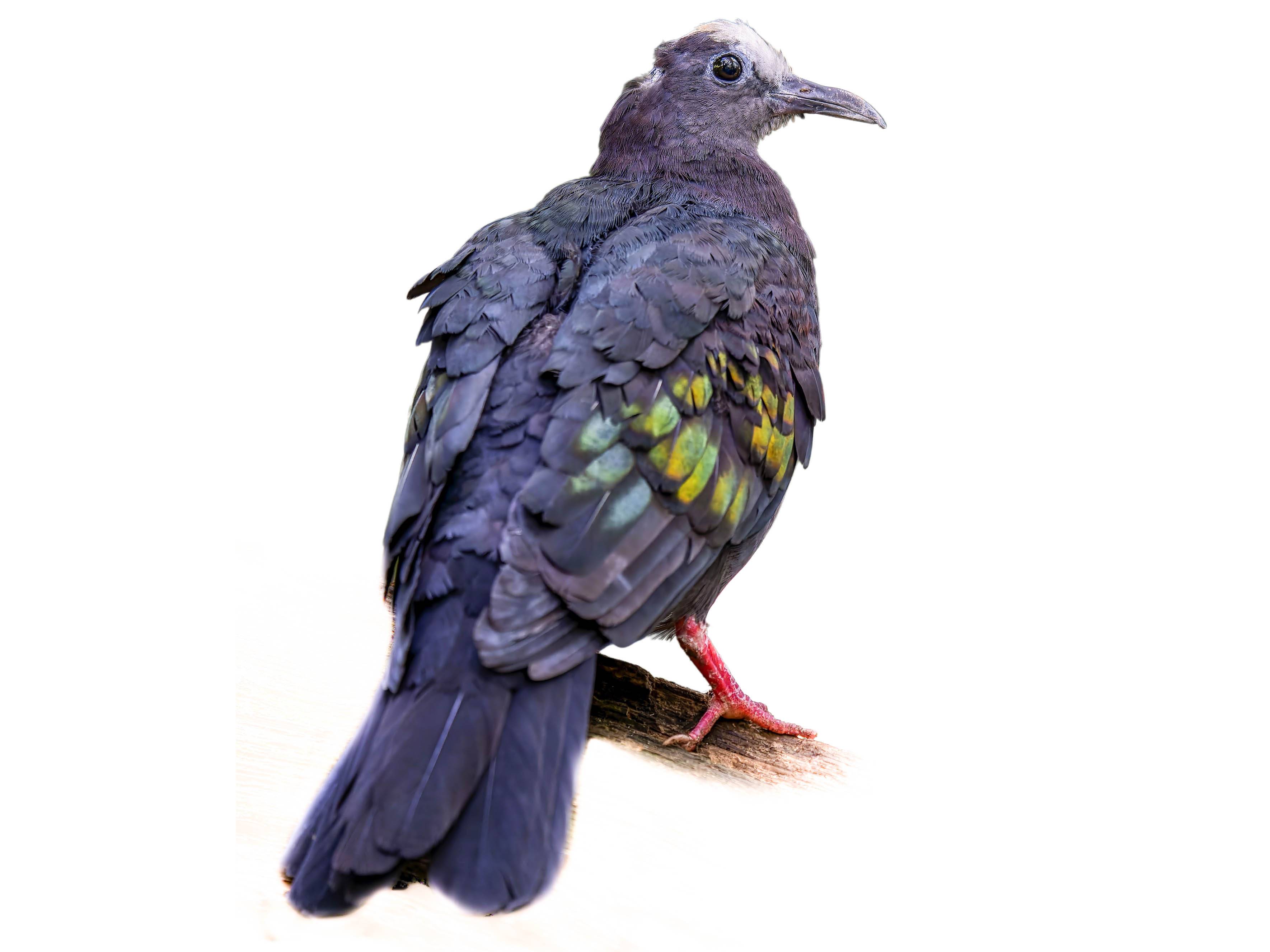 A photo of a New Guinea Bronzewing (Henicophaps albifrons)