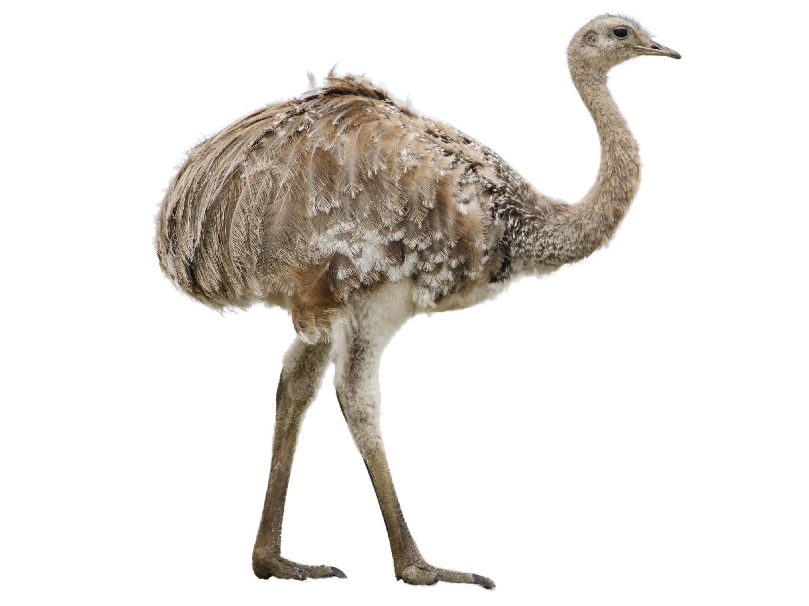 A photo of a Lesser Rhea (Rhea pennata)