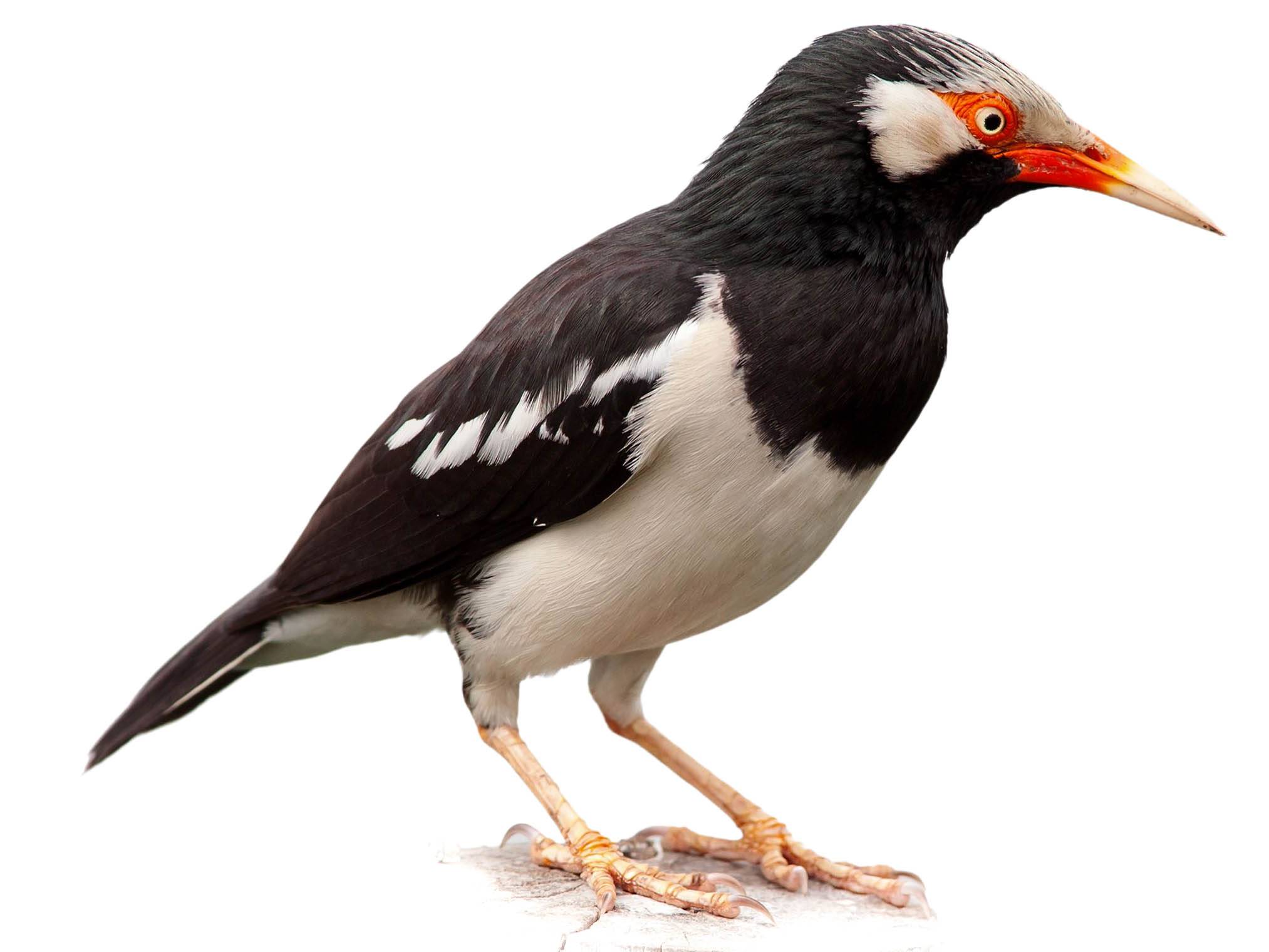 A photo of a Indian Pied Myna (Gracupica contra)