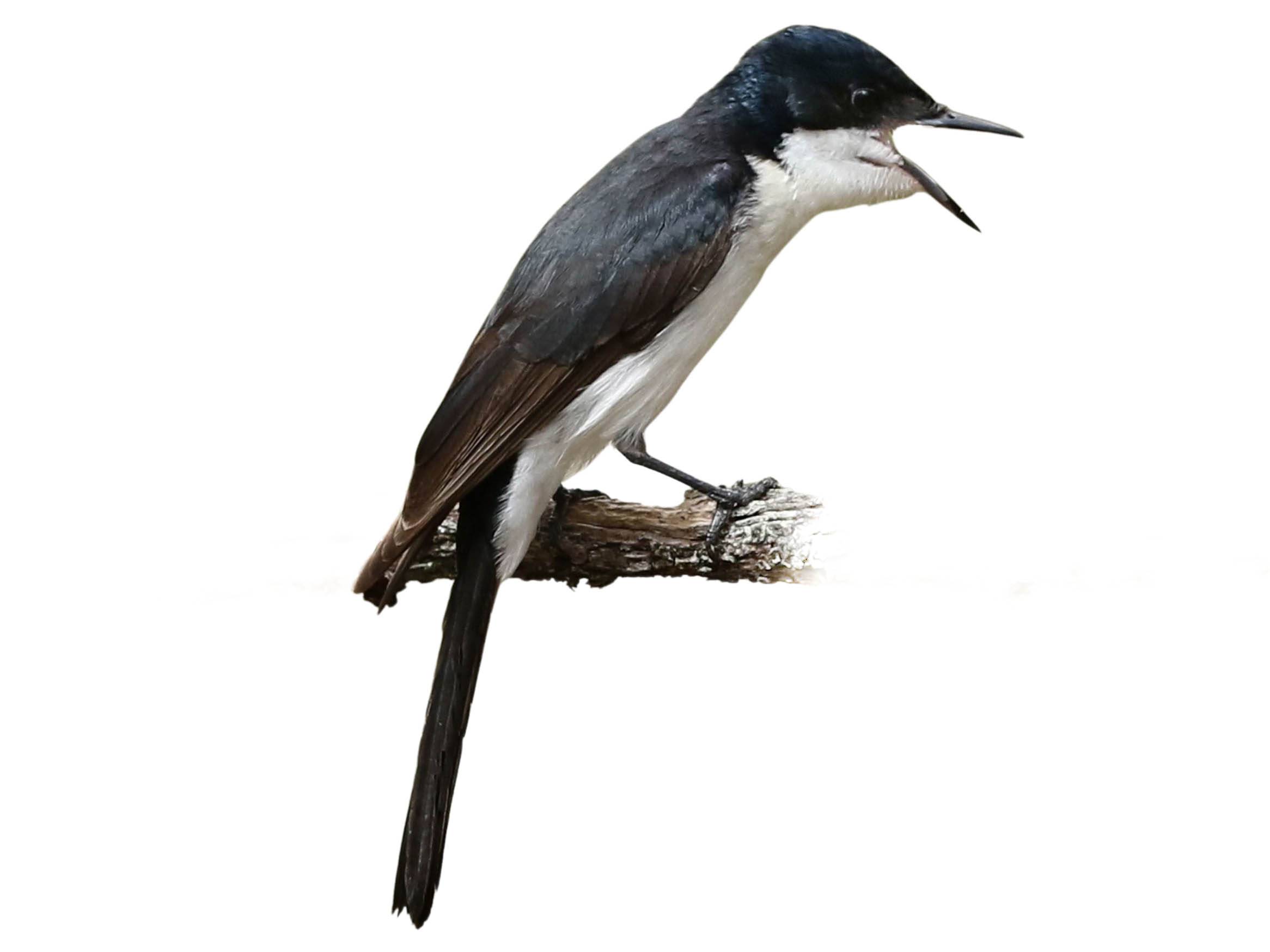 A photo of a Restless Flycatcher (Myiagra inquieta)