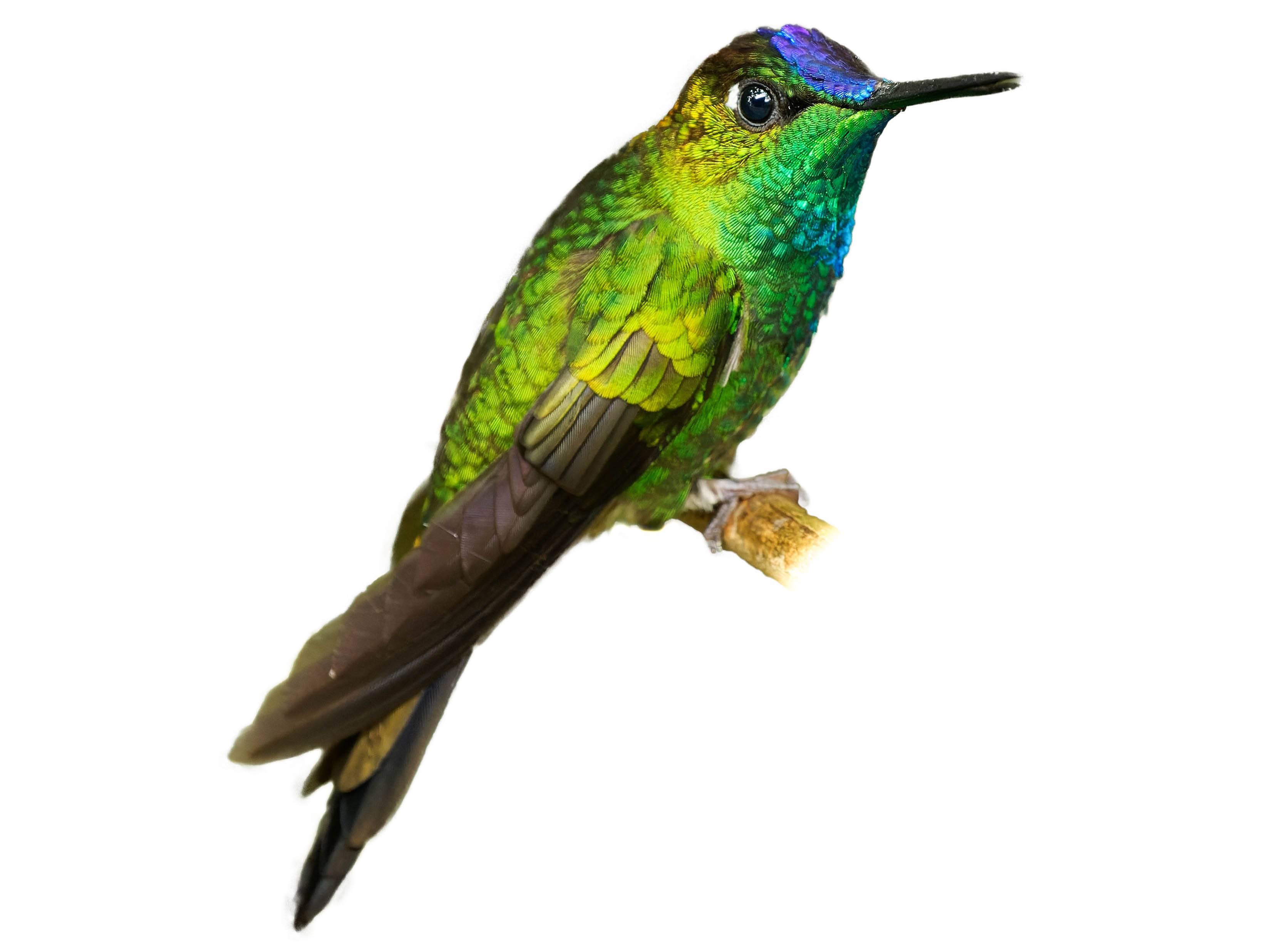 A photo of a Violet-fronted Brilliant (Heliodoxa leadbeateri), male