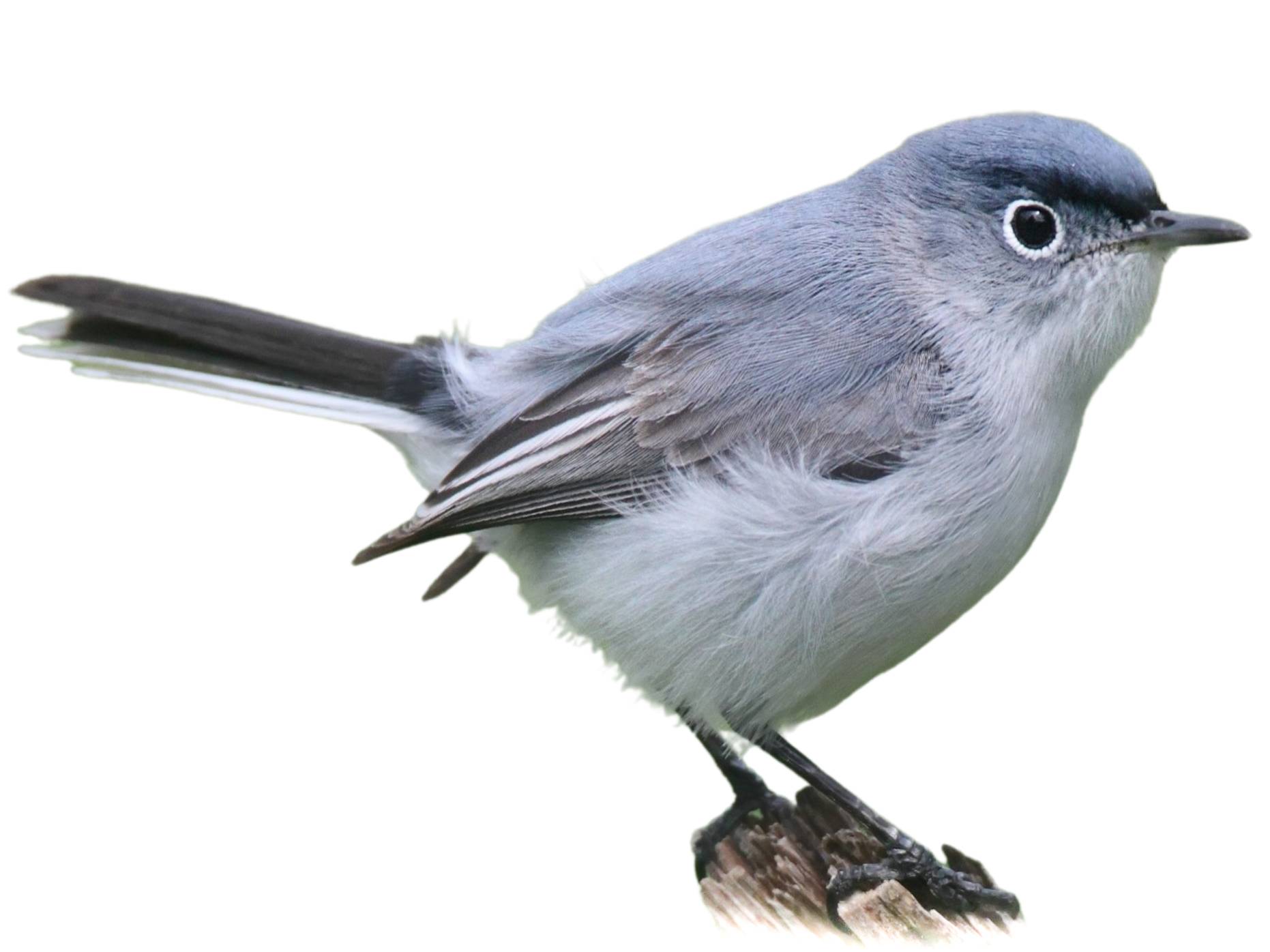 A photo of a Blue-grey Gnatcatcher (Polioptila caerulea), male