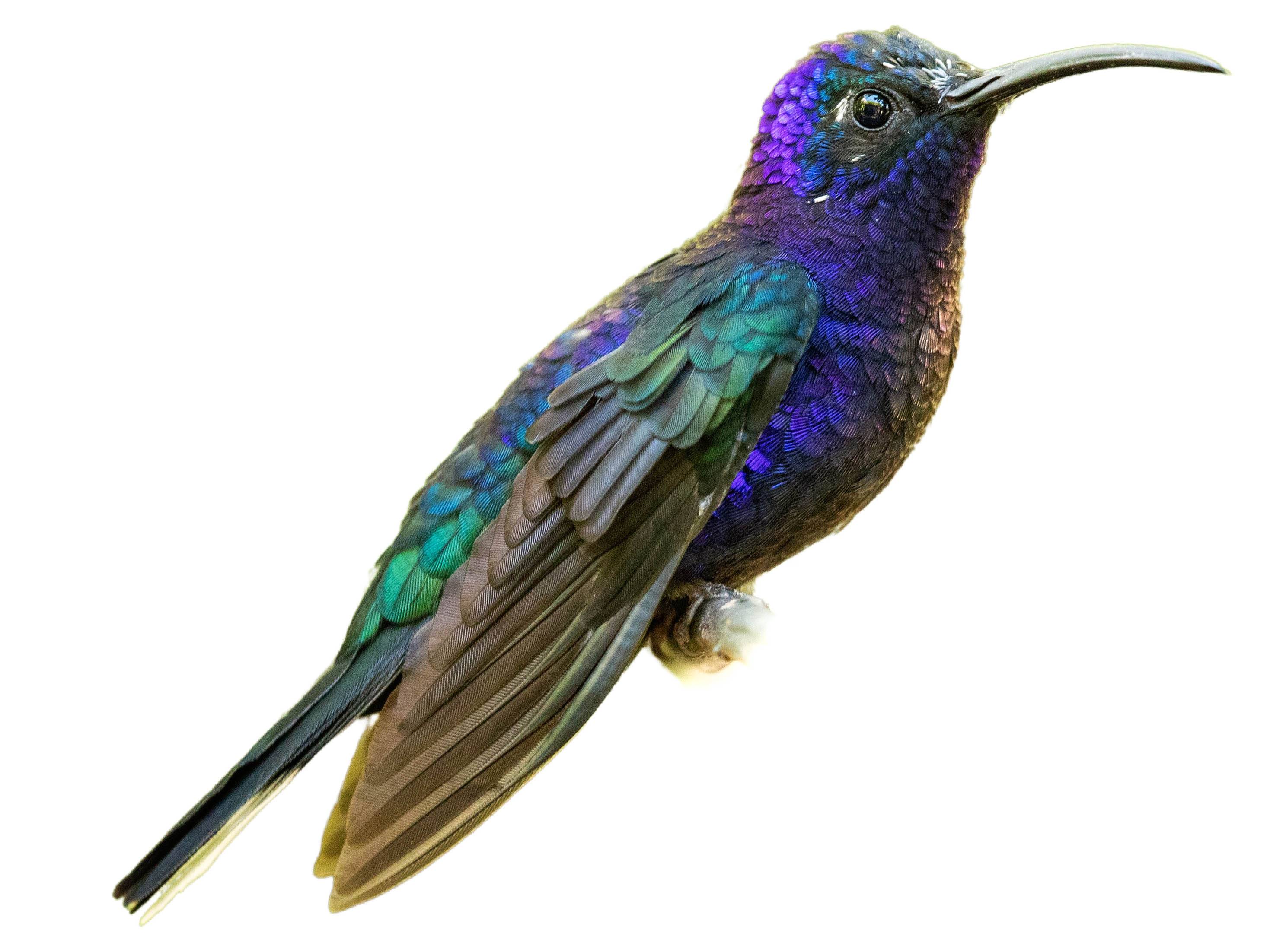 A photo of a Violet Sabrewing (Campylopterus hemileucurus), male