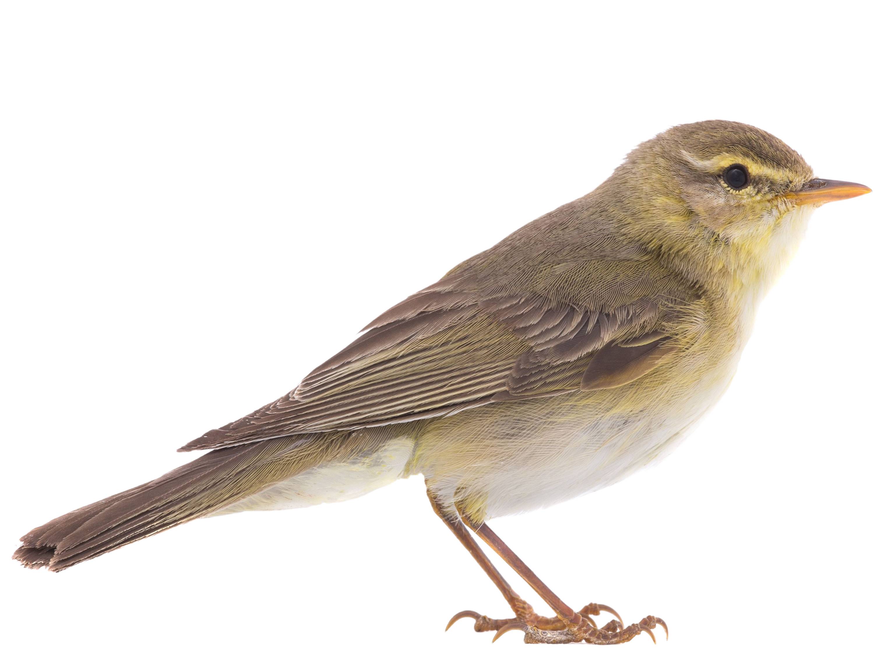 A photo of a Willow Warbler (Phylloscopus trochilus)