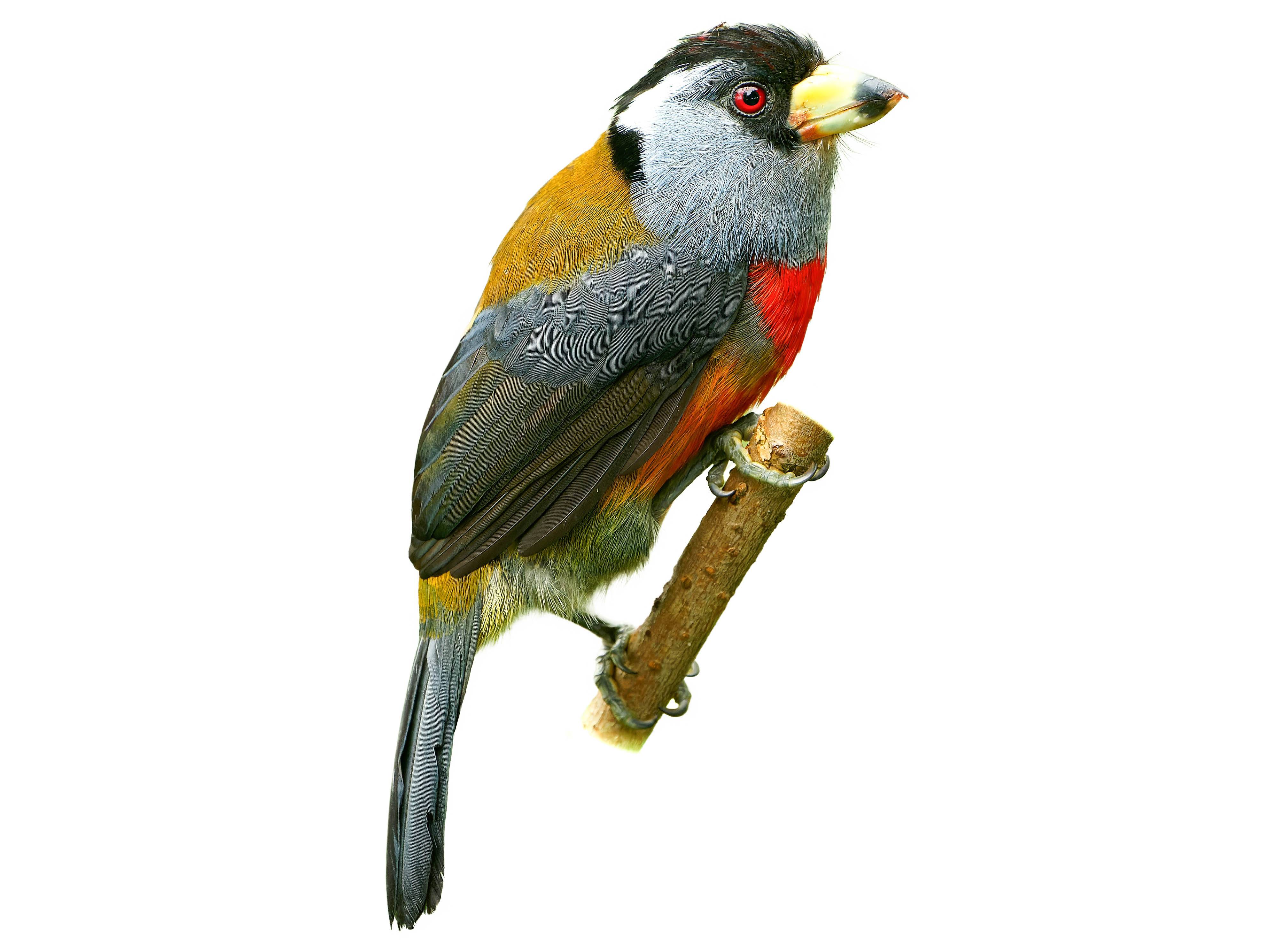 A photo of a Toucan Barbet (Semnornis ramphastinus)