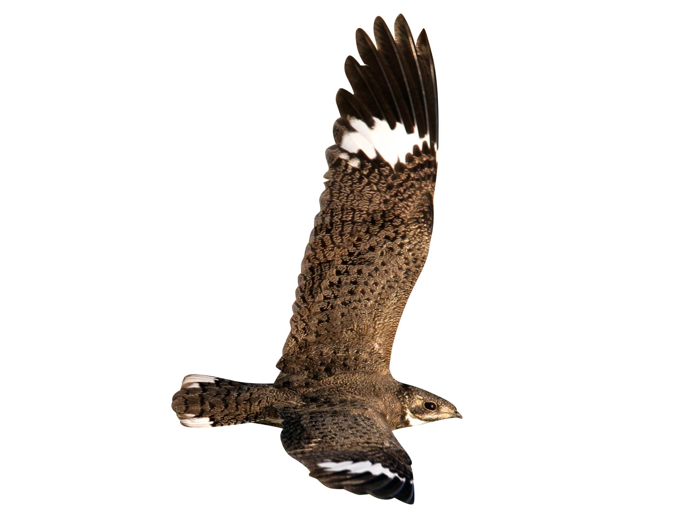 A photo of a Nacunda Nighthawk (Chordeiles nacunda)