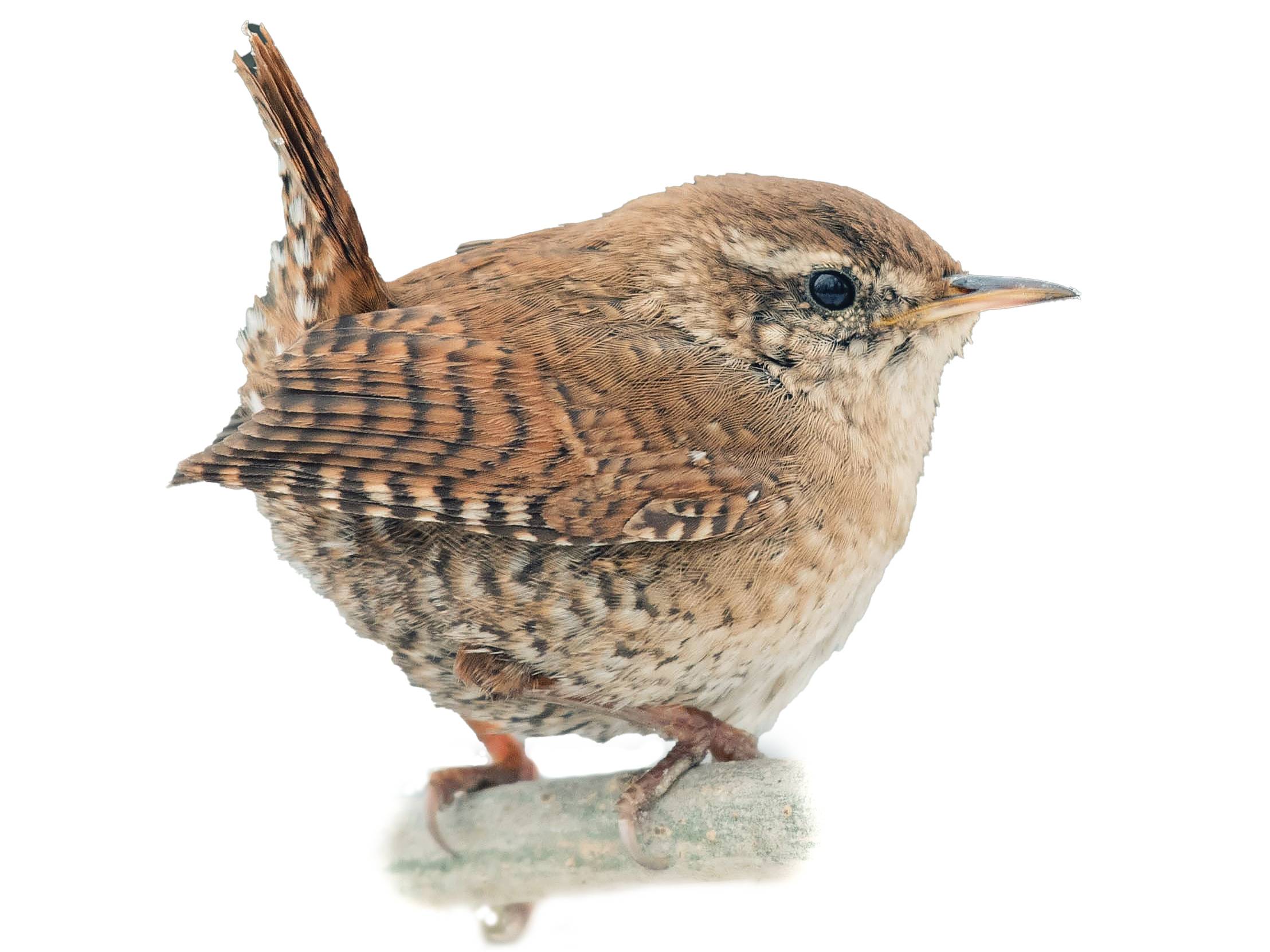 A photo of a Eurasian Wren (Troglodytes troglodytes)