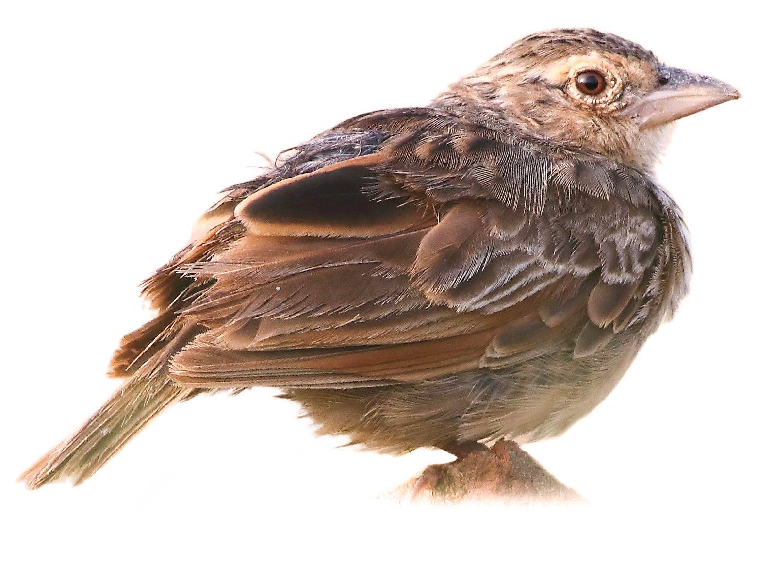 A photo of a Bengal Bush Lark (Mirafra assamica)