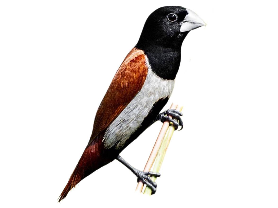 A photo of a Tricolored Munia (Lonchura malacca)