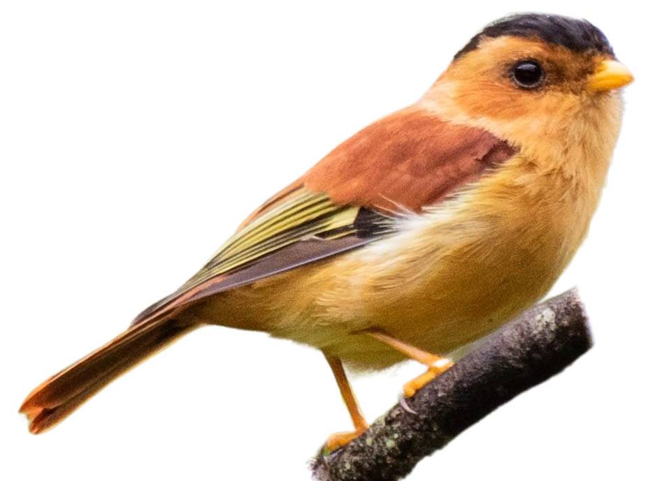 A photo of a Black-capped Piprites (Piprites pileata)