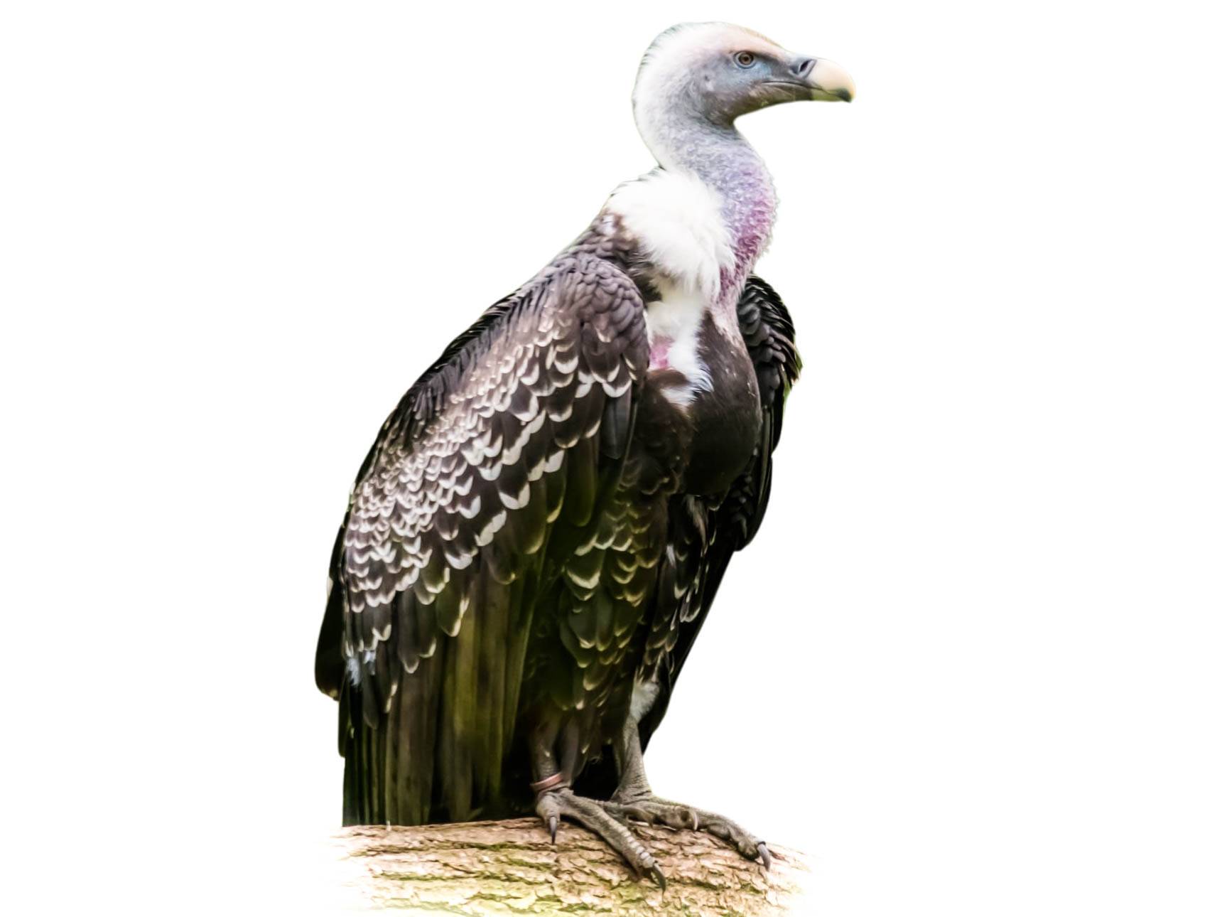 A photo of a Rüppell's Vulture (Gyps rueppelli)