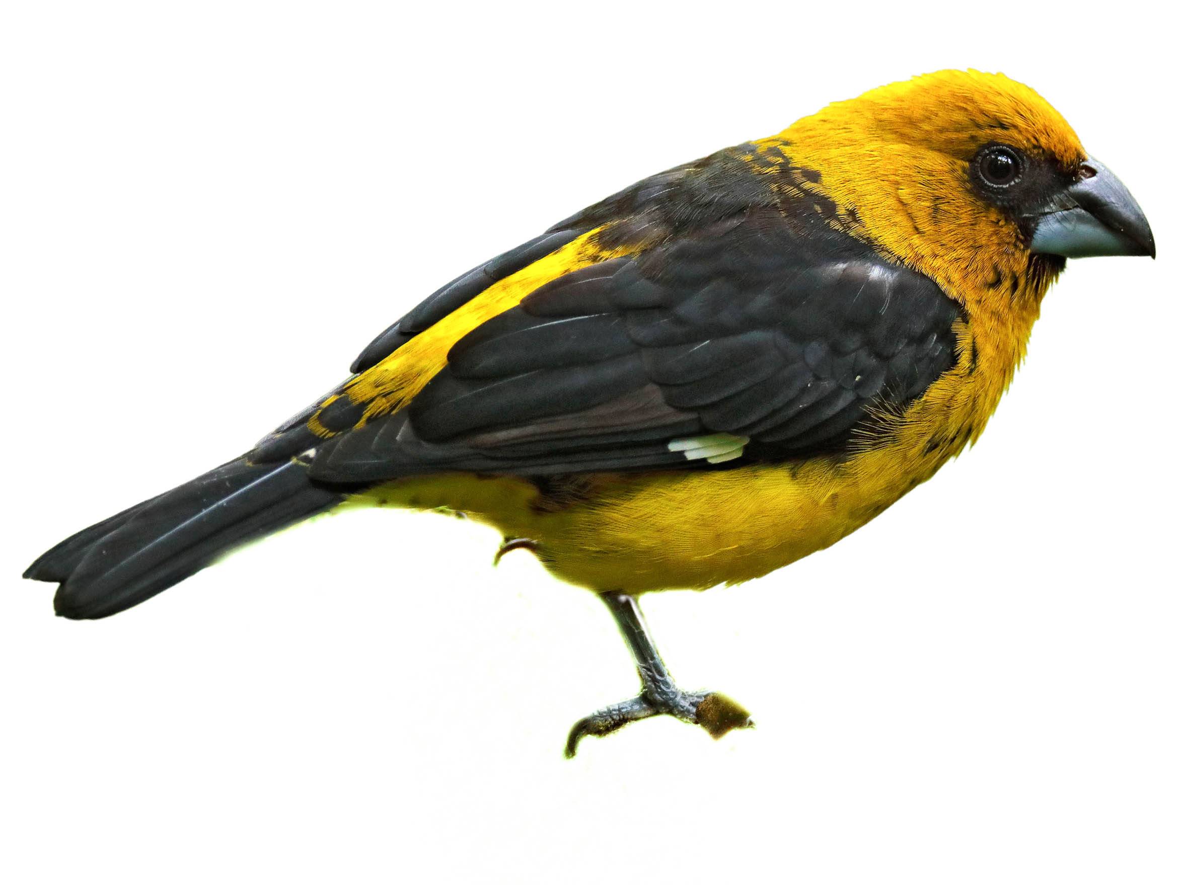 A photo of a Black-thighed Grosbeak (Pheucticus tibialis)