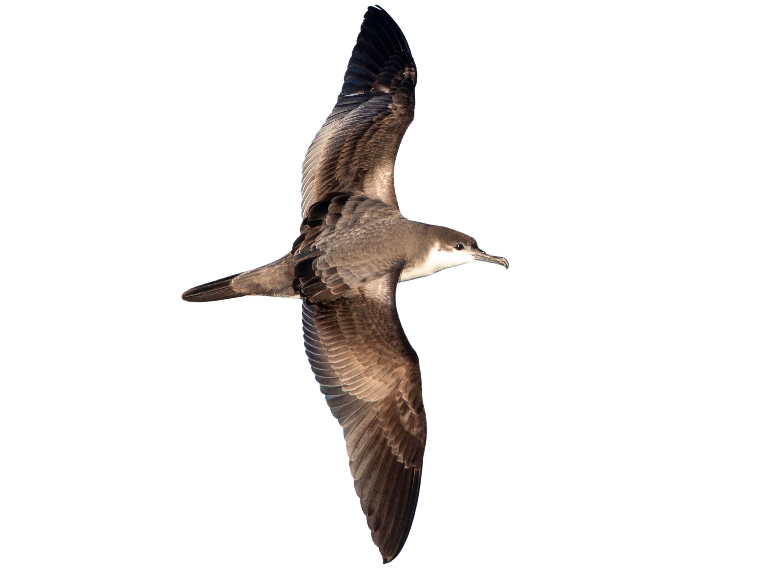 A photo of a Buller's Shearwater (Ardenna bulleri)