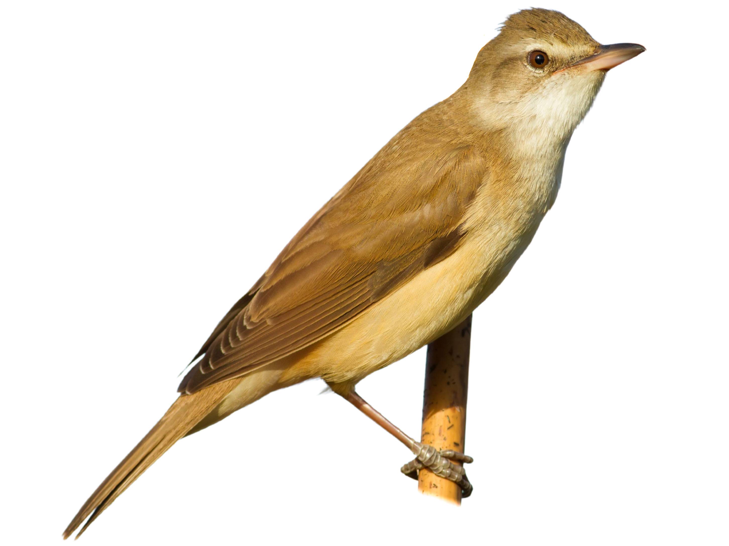 A photo of a Great Reed Warbler (Acrocephalus arundinaceus)