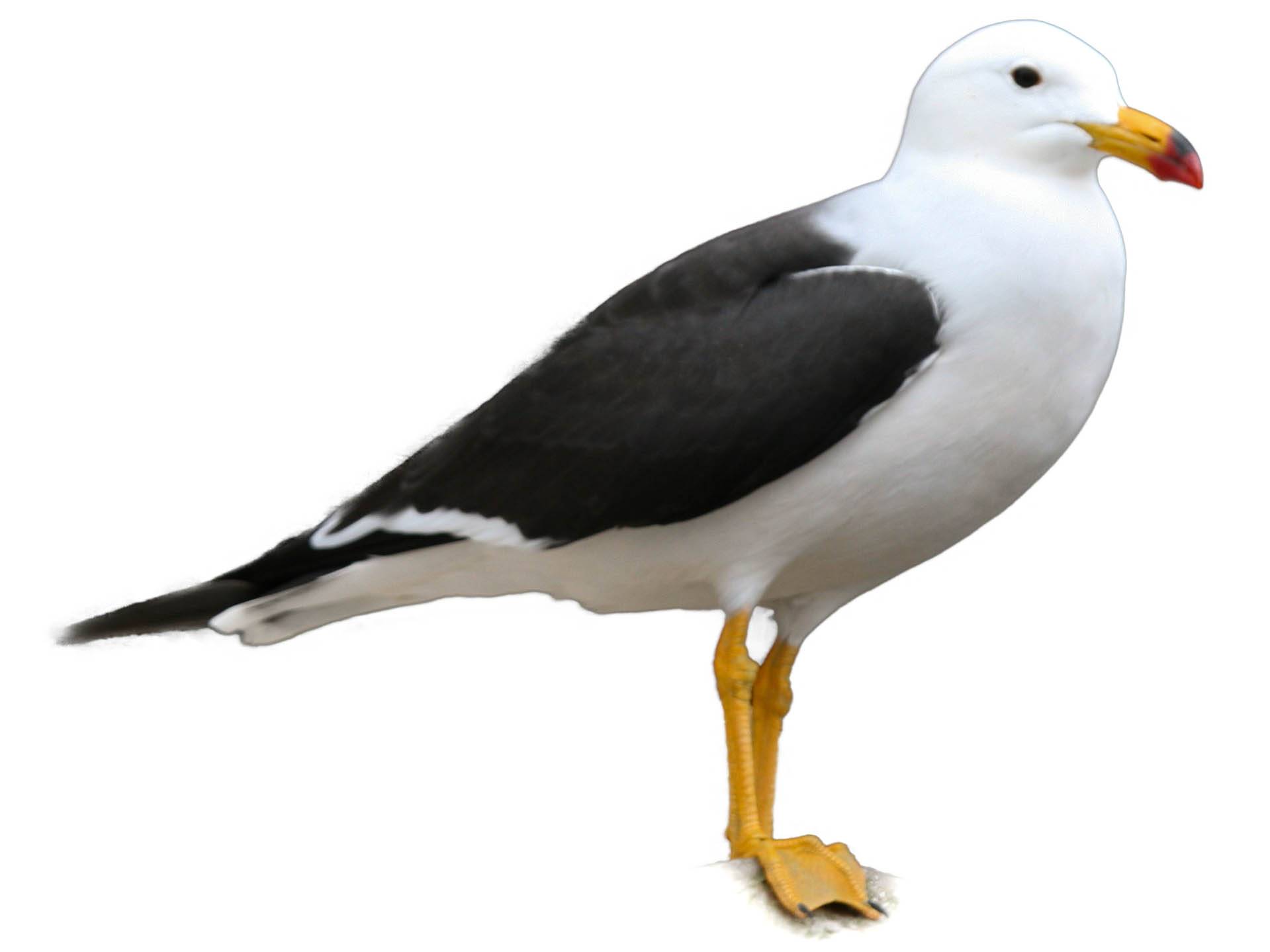 A photo of a Belcher's Gull (Larus belcheri)