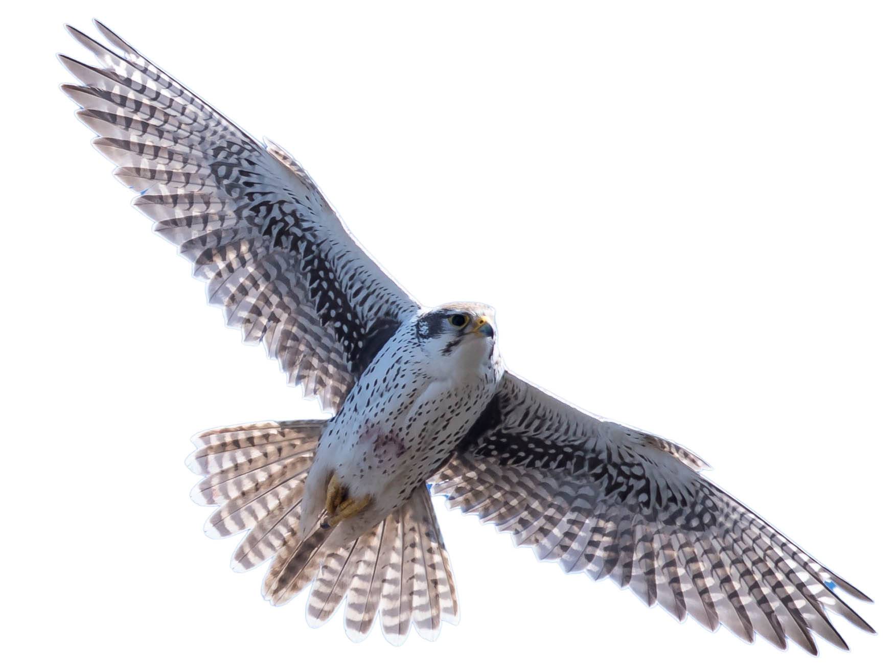 A photo of a Prairie Falcon (Falco mexicanus)