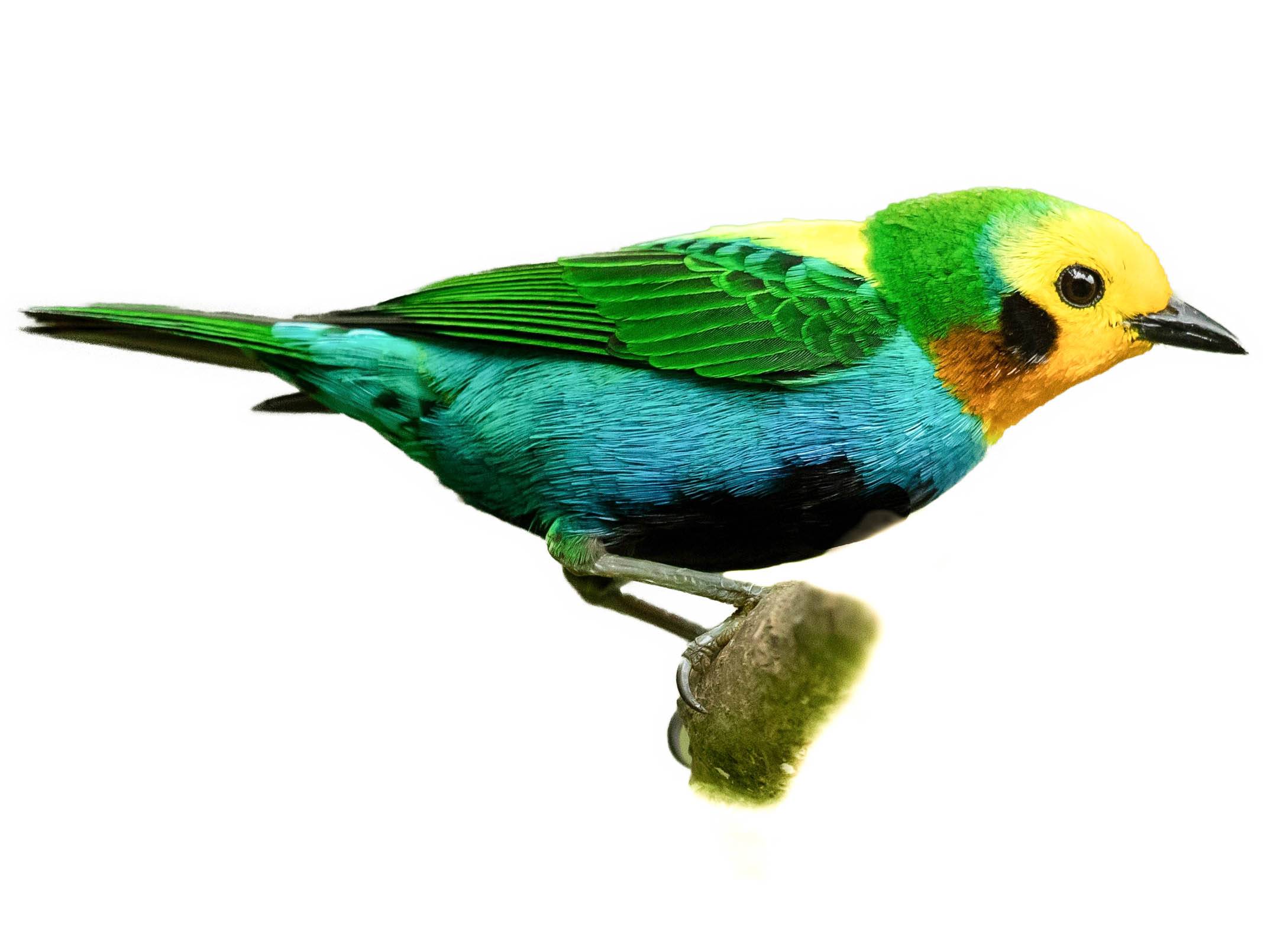 A photo of a Multicolored Tanager (Chlorochrysa nitidissima)