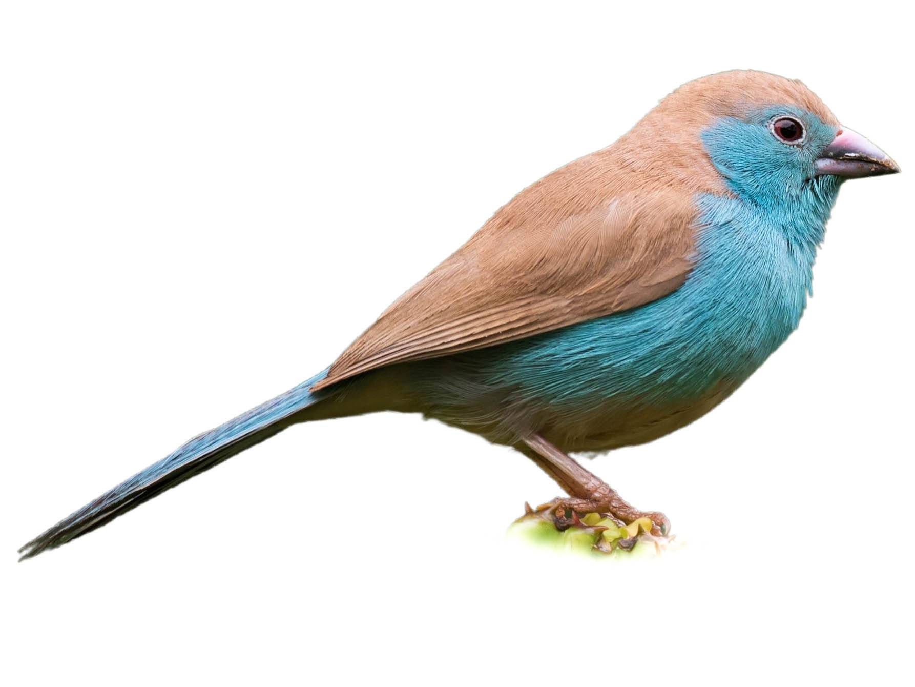 A photo of a Blue Waxbill (Uraeginthus angolensis)