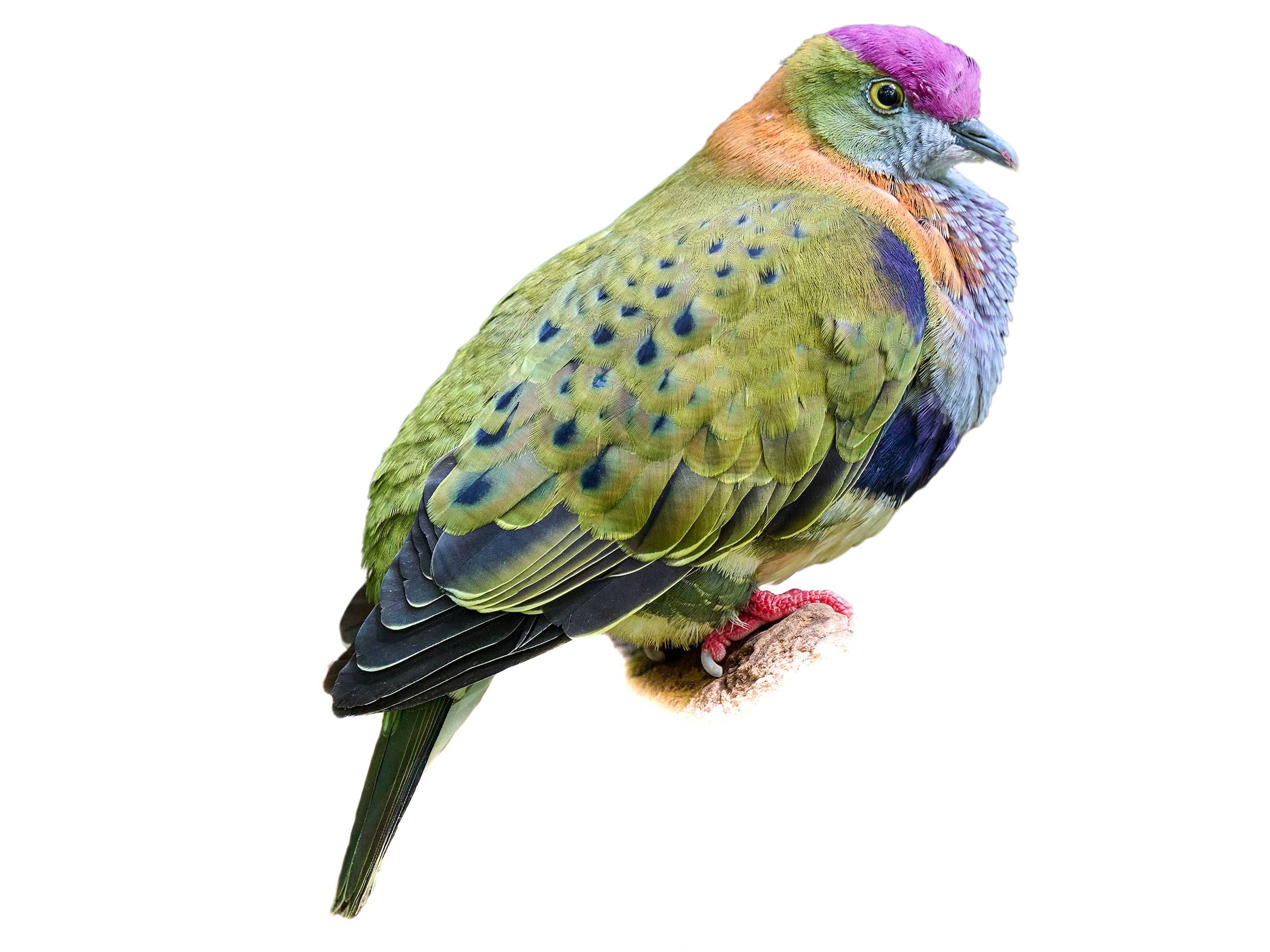 A photo of a Superb Fruit Dove (Ptilinopus superbus)