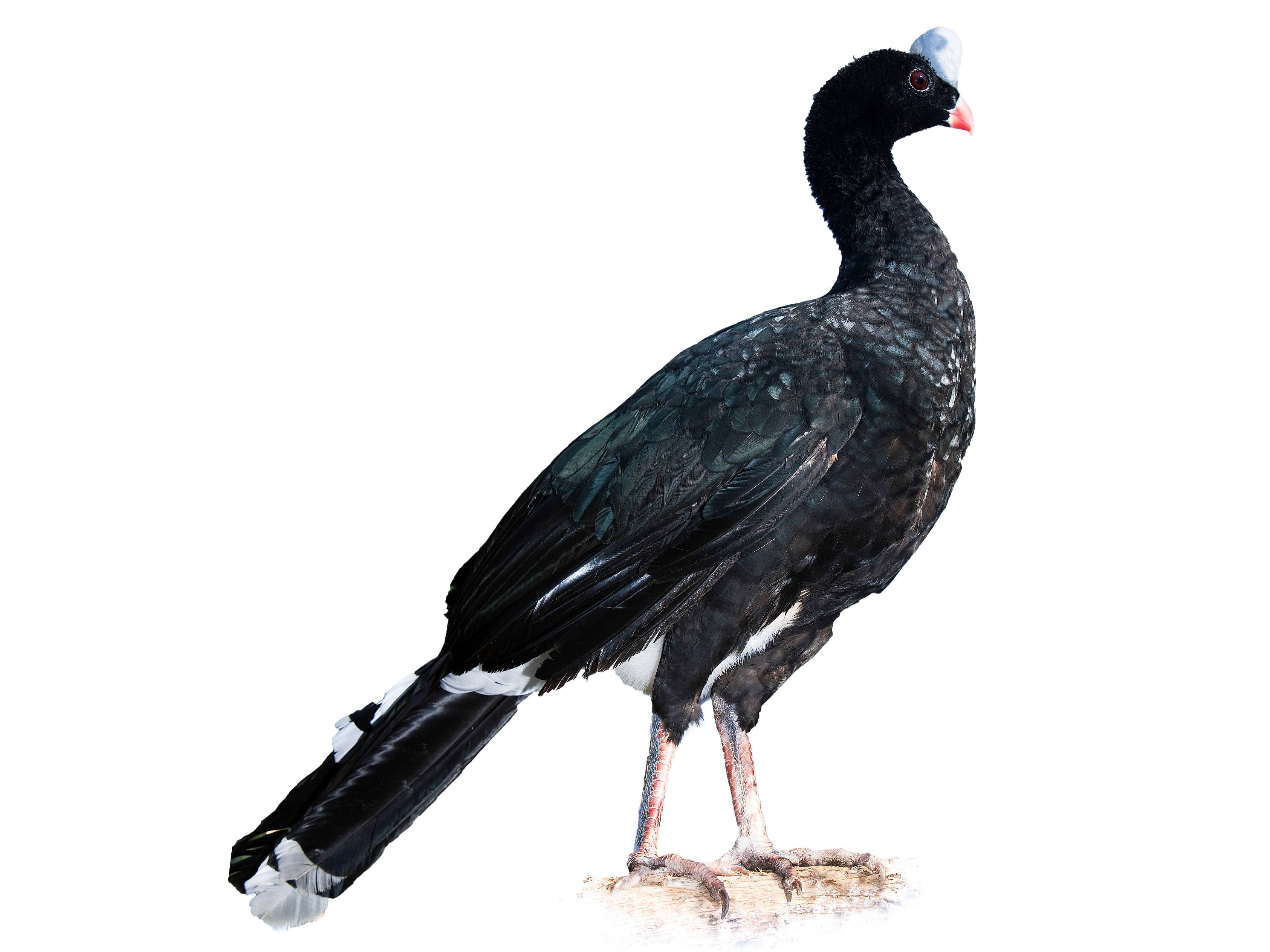 A photo of a Helmeted Curassow (Pauxi pauxi)