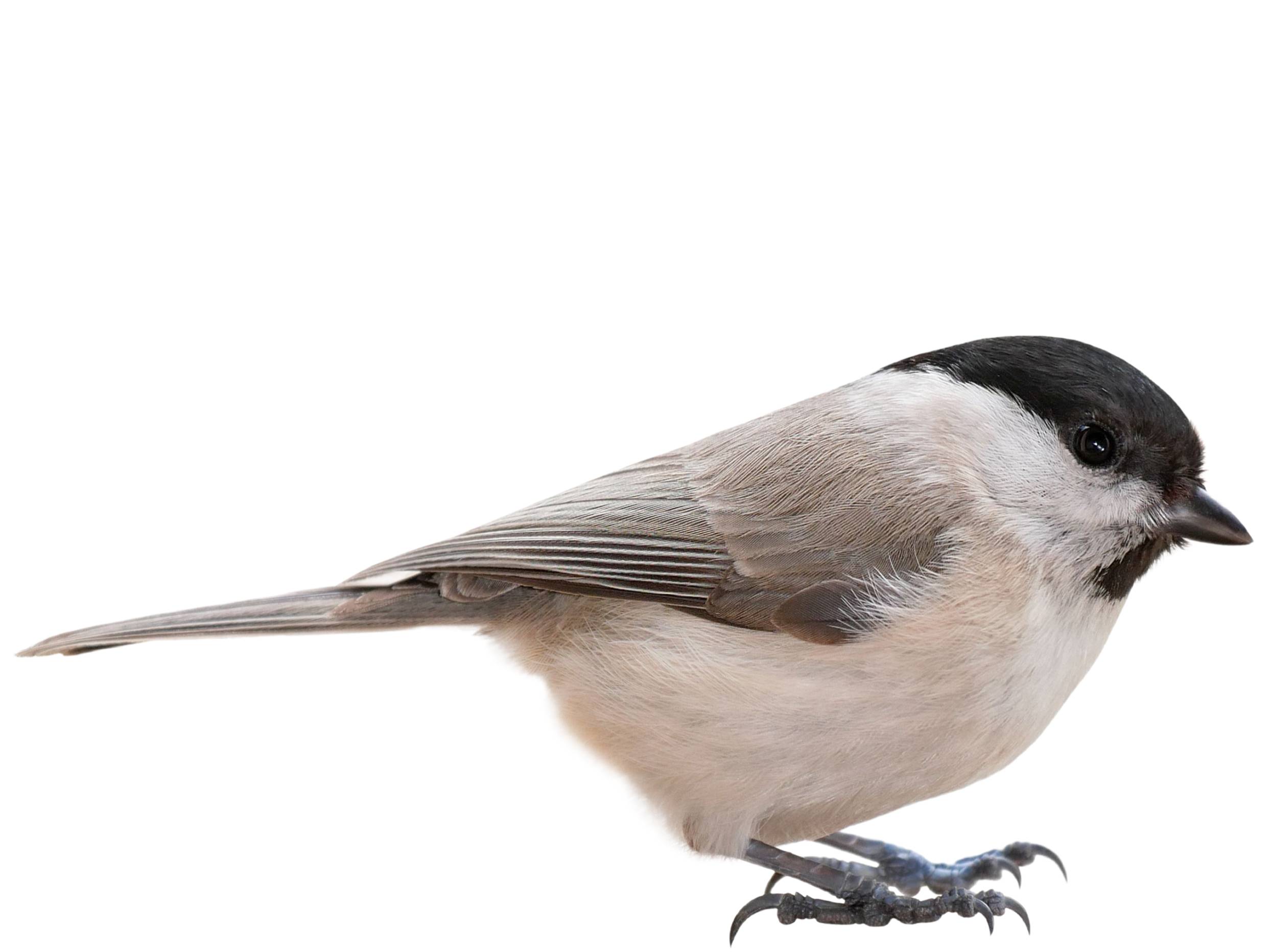 A photo of a Willow Tit (Poecile montanus)