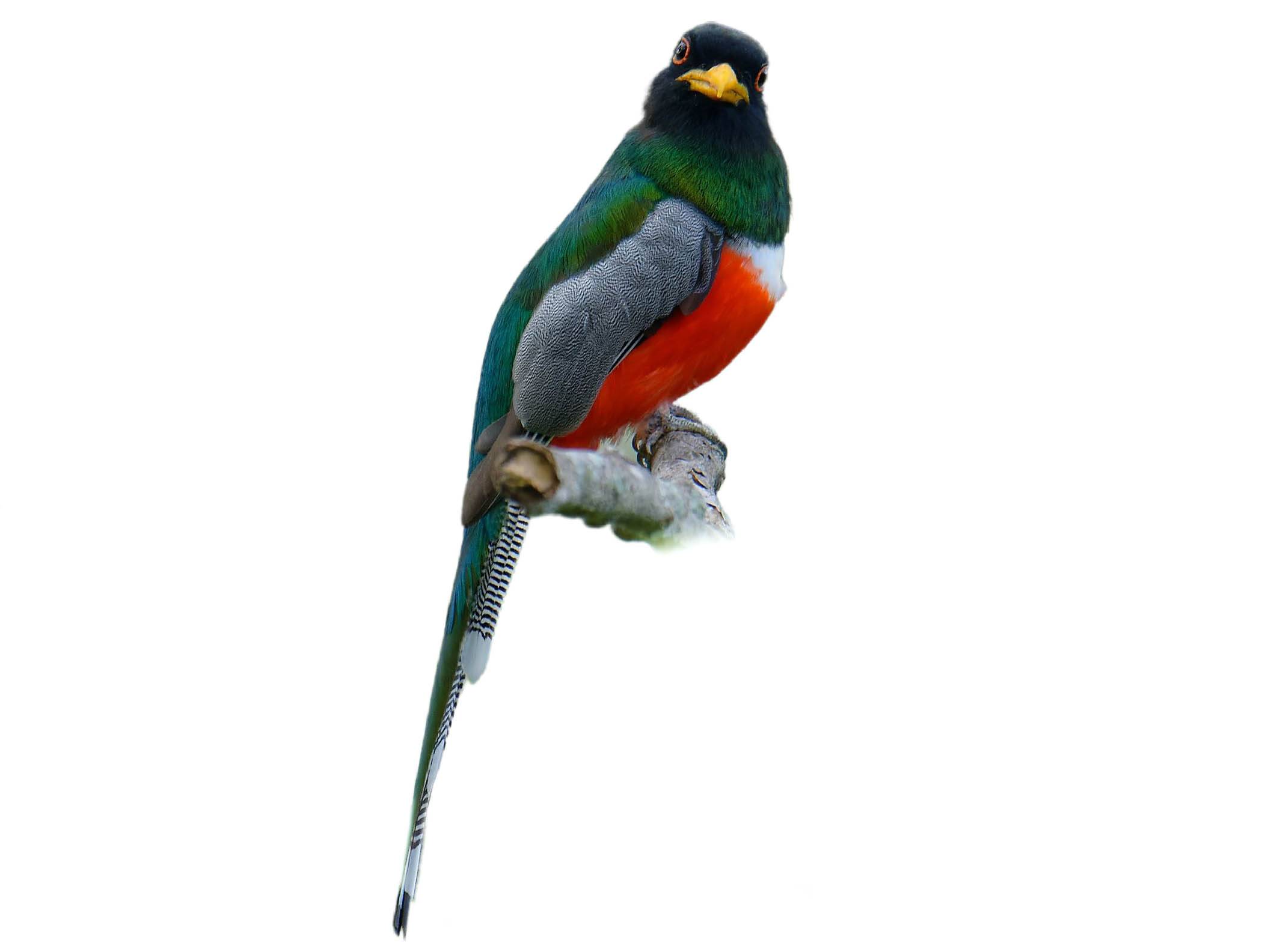 A photo of a Elegant Trogon (Trogon elegans), male