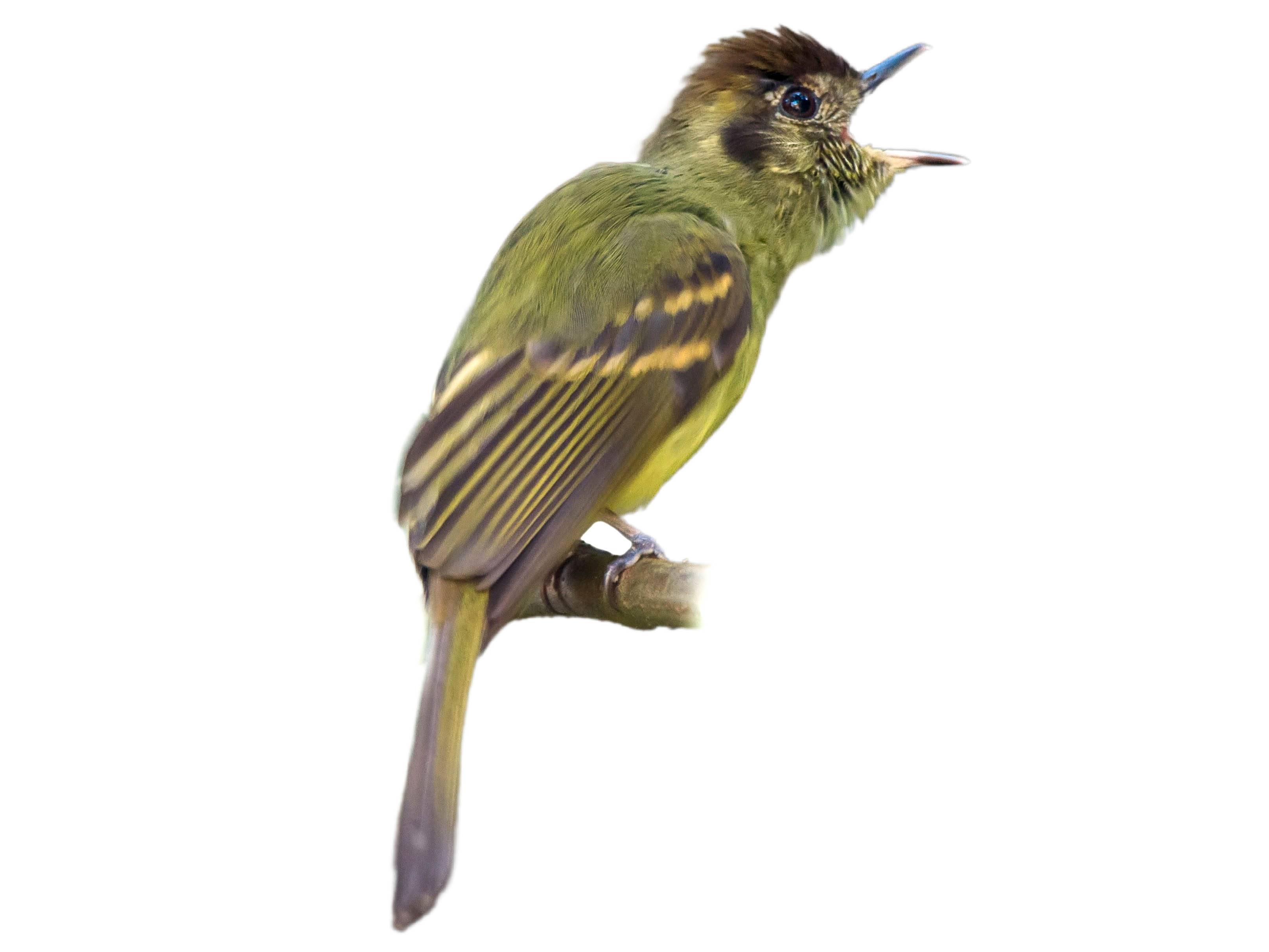 A photo of a Sepia-capped Flycatcher (Leptopogon amaurocephalus)