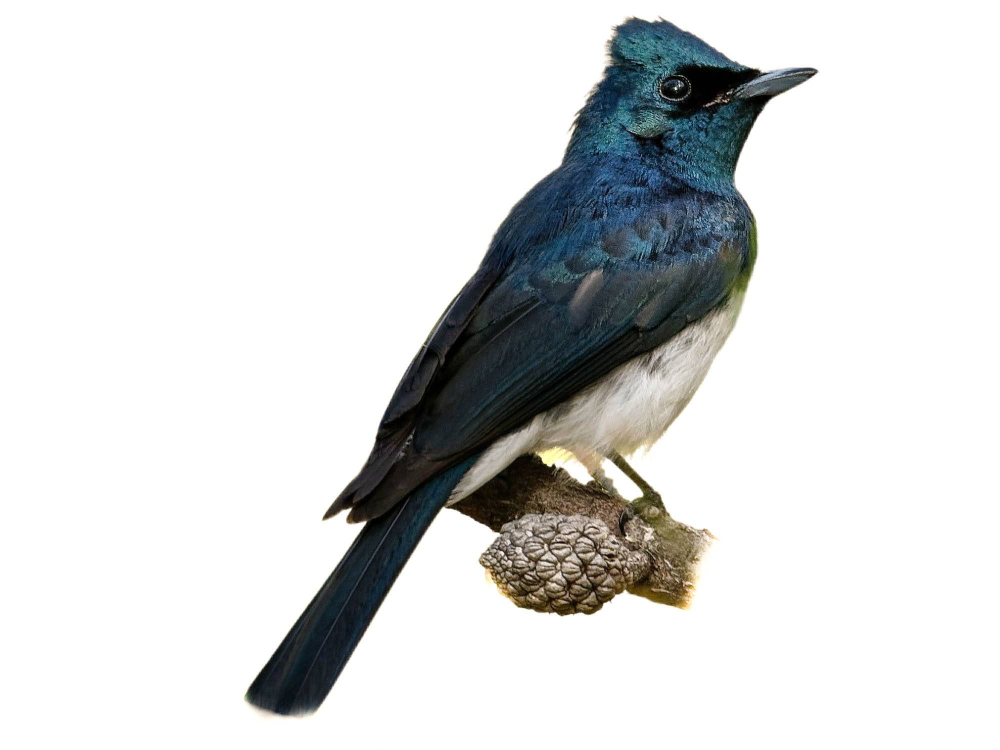 A photo of a Satin Flycatcher (Myiagra cyanoleuca), male