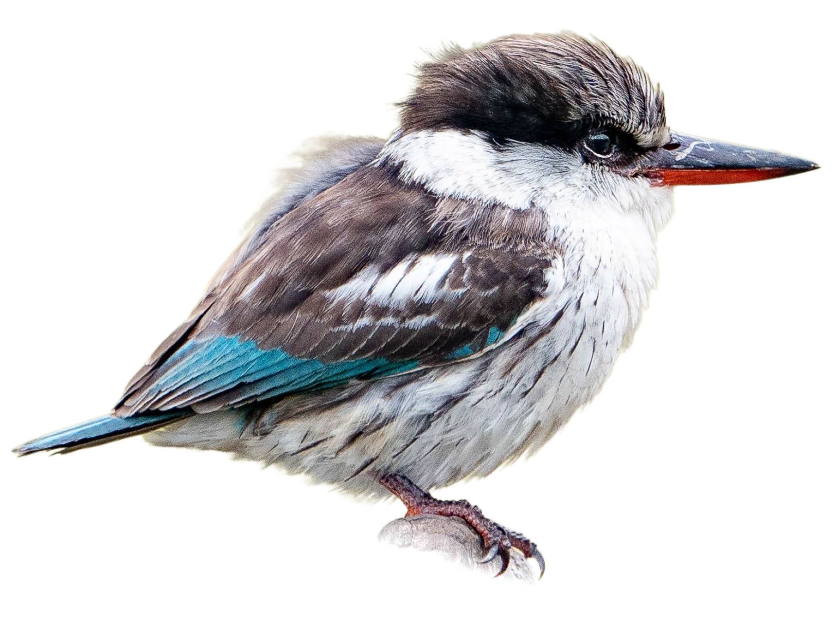 A photo of a Striped Kingfisher (Halcyon chelicuti)