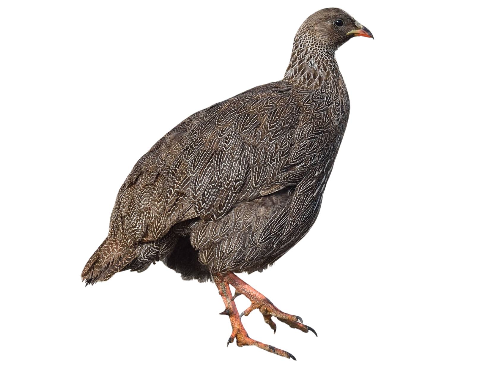 A photo of a Cape Spurfowl (Pternistis capensis)