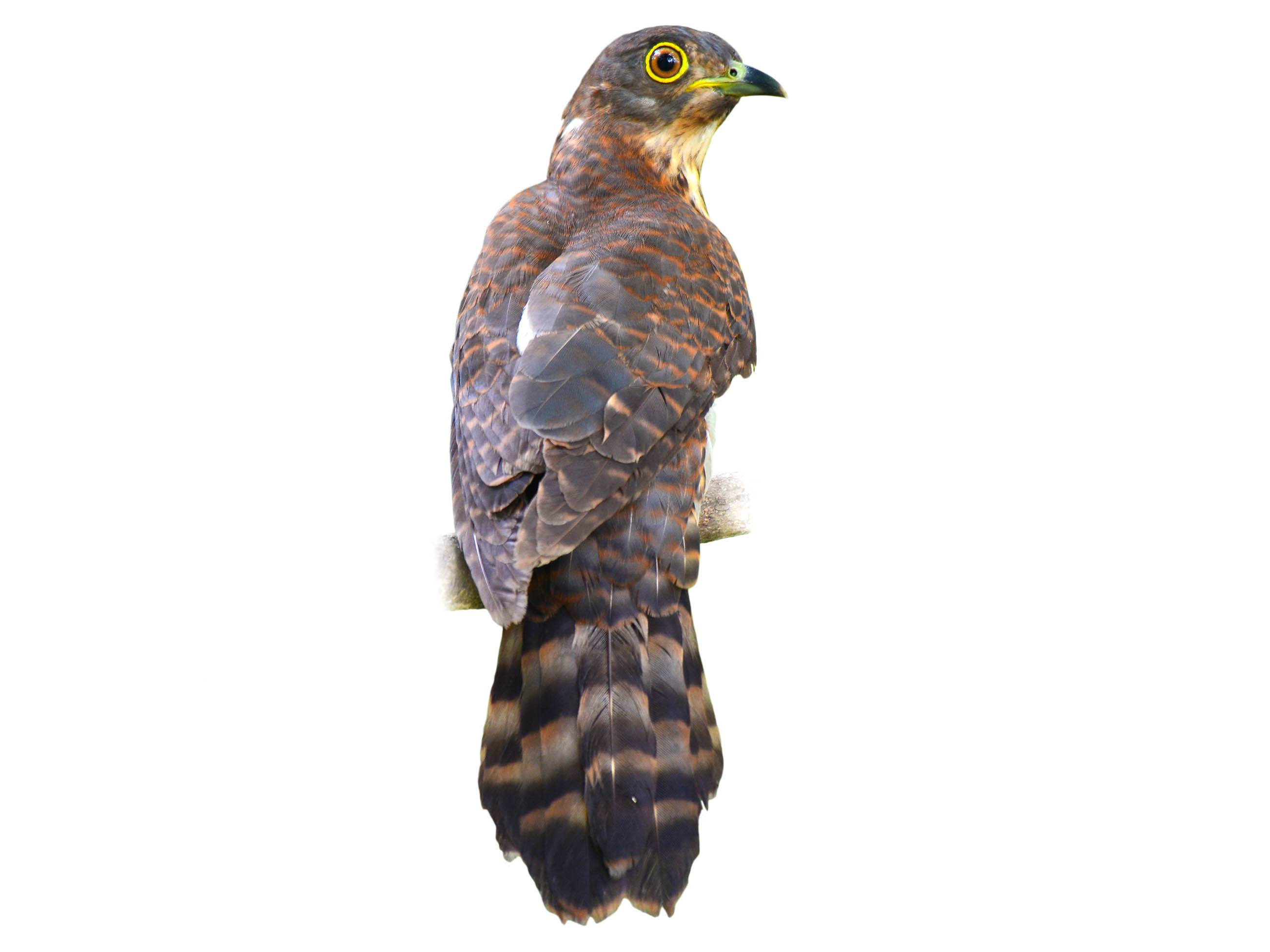 A photo of a Hodgson's Hawk-Cuckoo (Hierococcyx nisicolor)