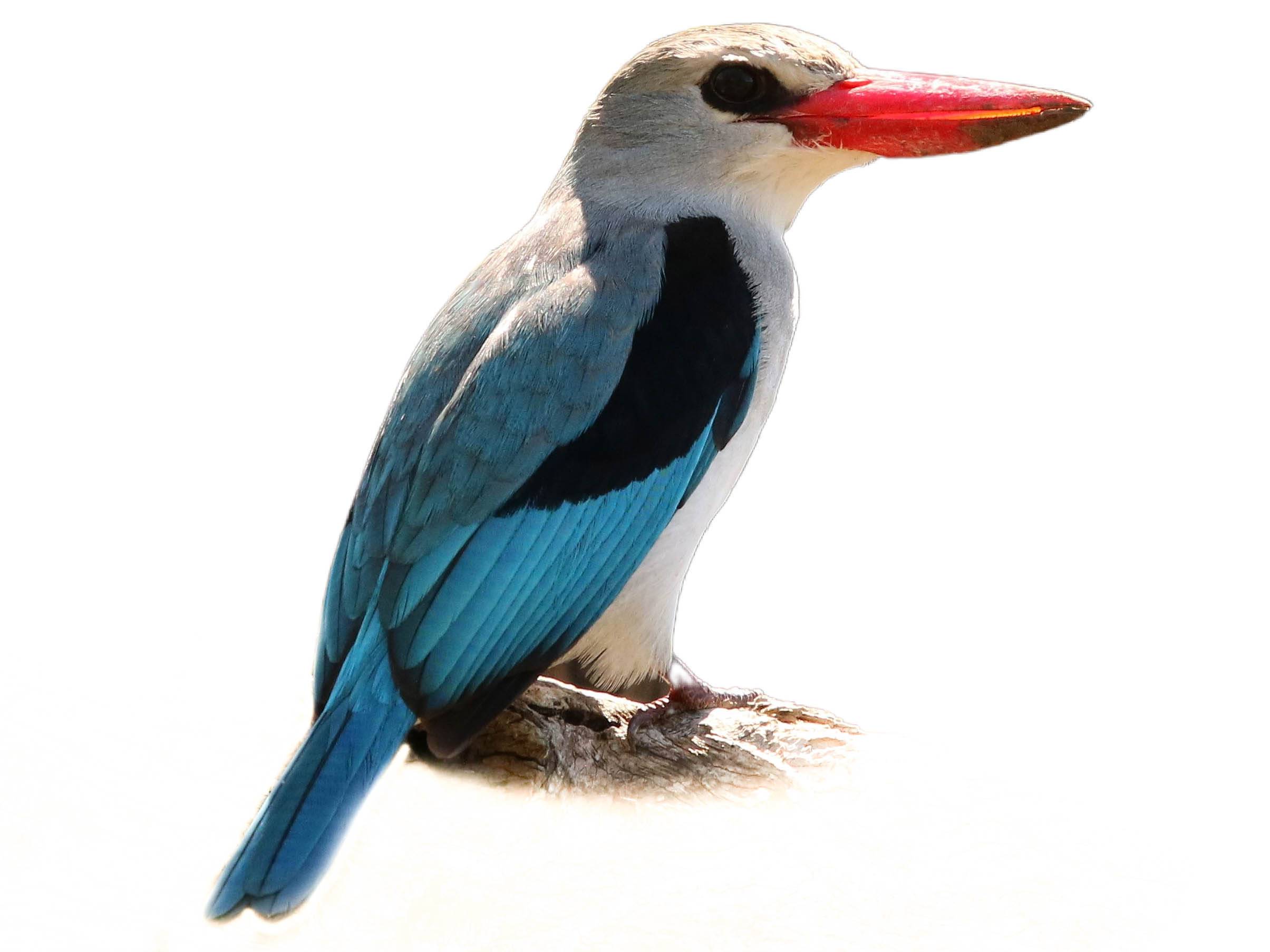 A photo of a Mangrove Kingfisher (Halcyon senegaloides)