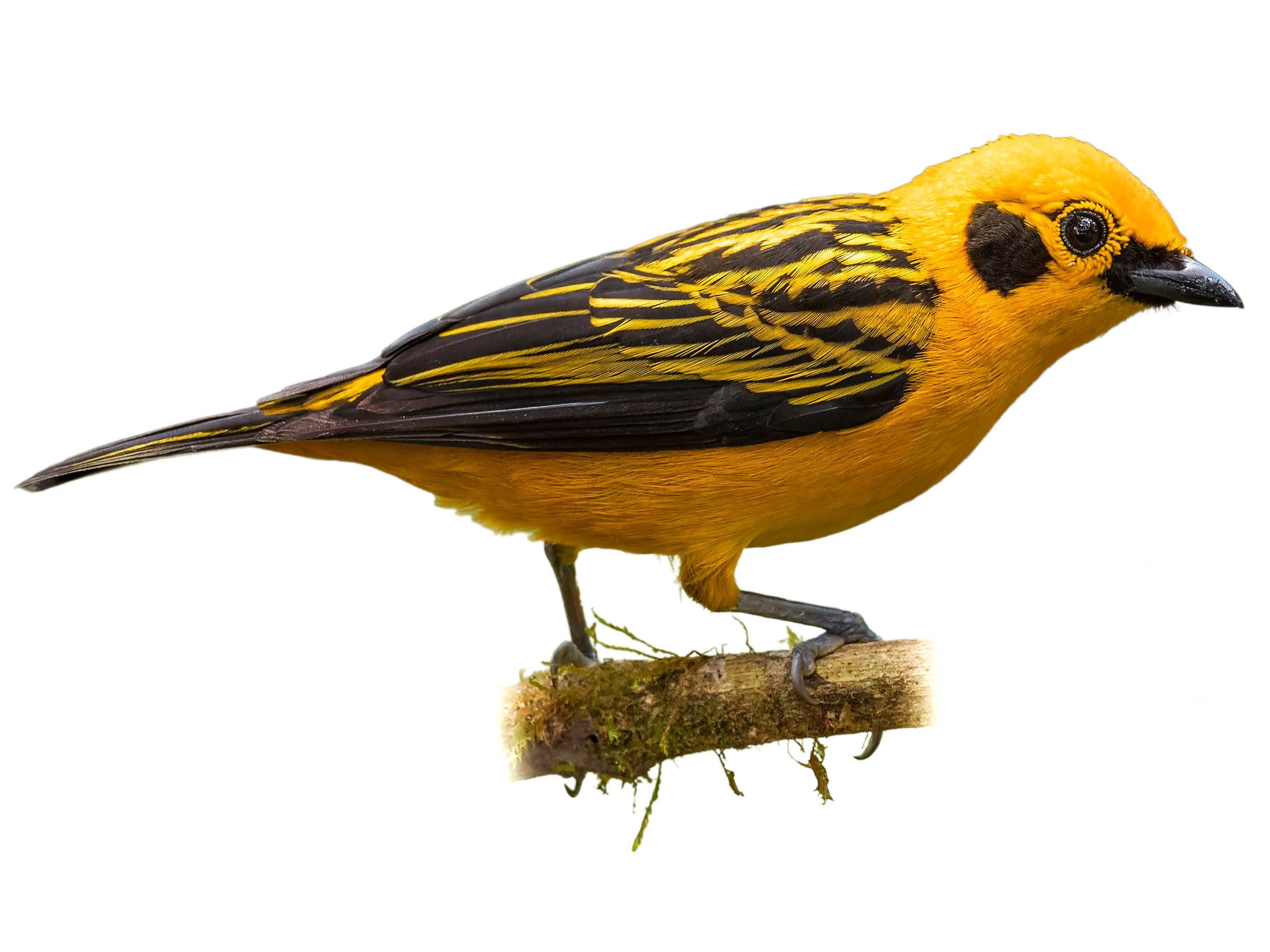 A photo of a Golden Tanager (Tangara arthus)