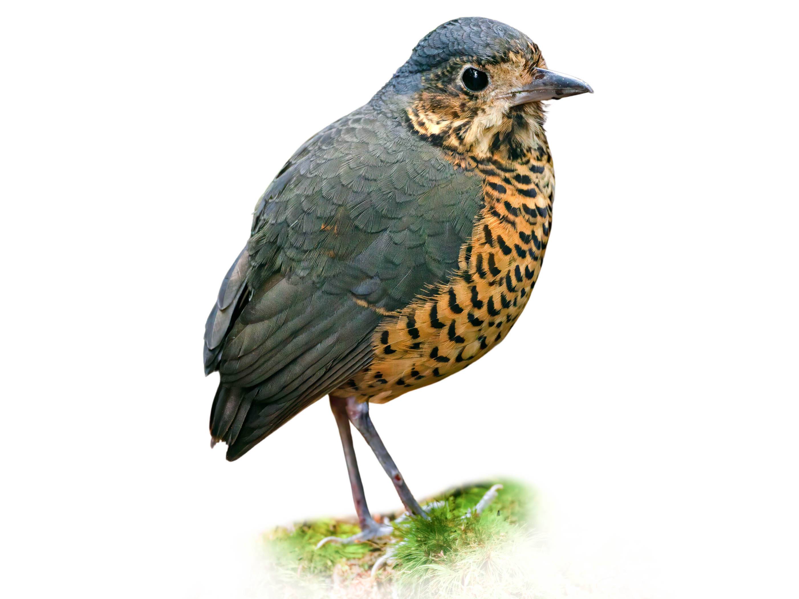 A photo of a Undulated Antpitta (Grallaria squamigera)