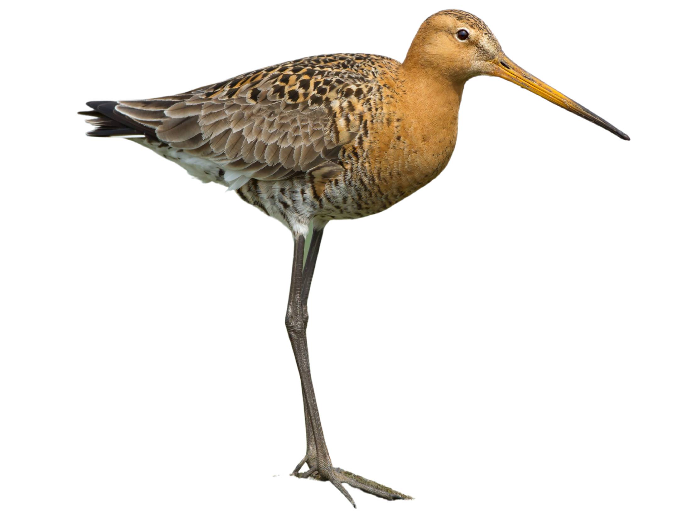 A photo of a Black-tailed Godwit (Limosa limosa)