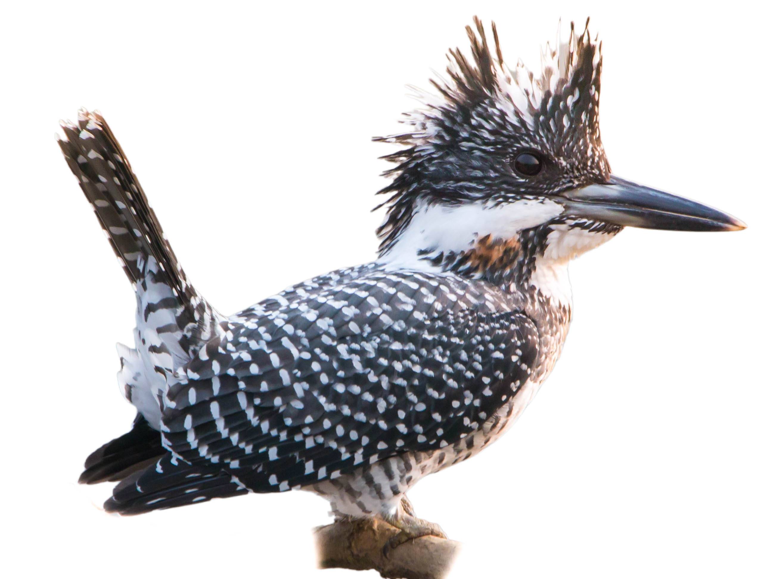 A photo of a Crested Kingfisher (Megaceryle lugubris), male