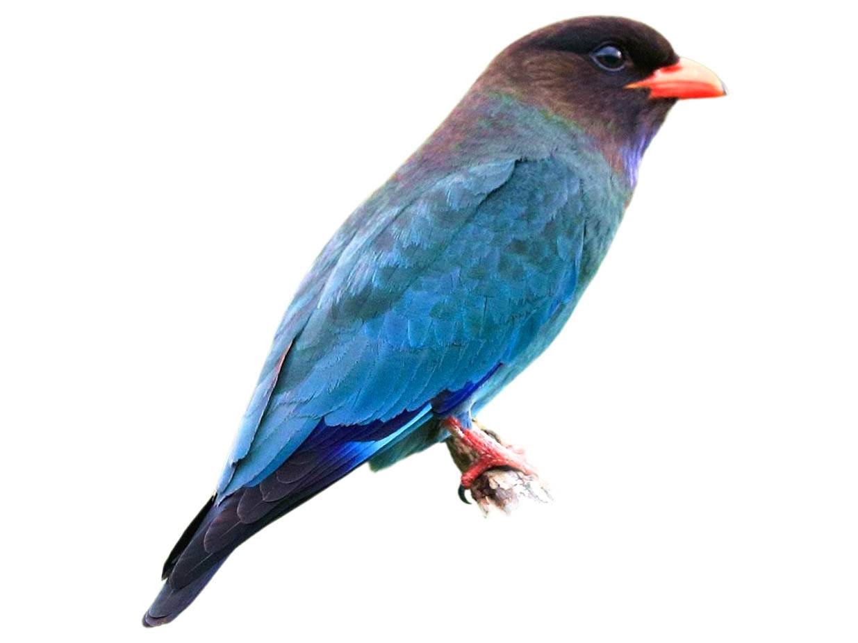 A photo of a Oriental Dollarbird (Eurystomus orientalis)